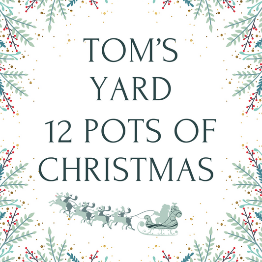 The Tom's Yard 12 Pots of Christmas Sale Begins