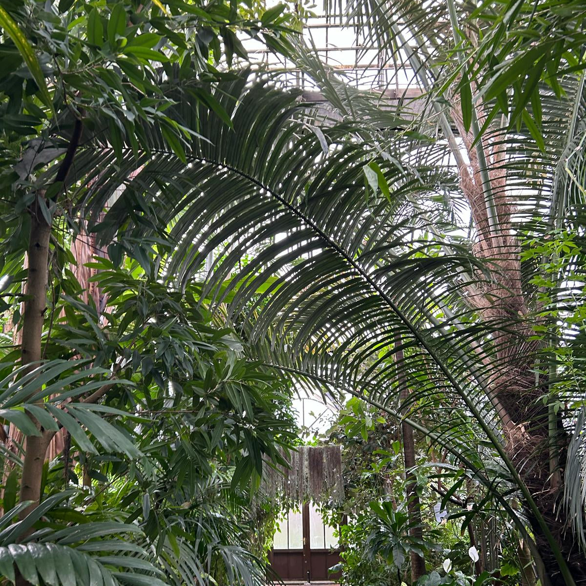 Visiting Glasgow's Botanical Gardens