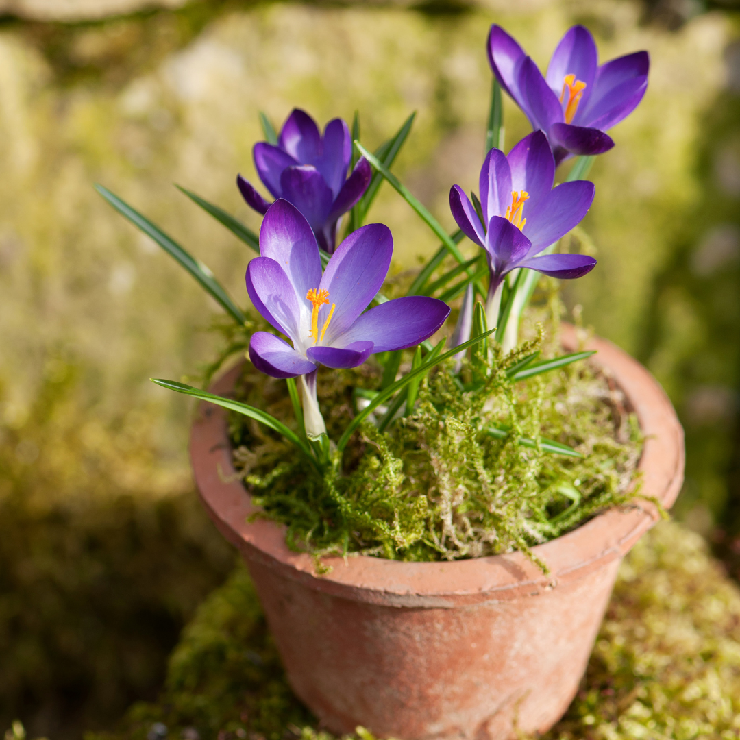 Crocus in Terracotta pot for Spring Guide