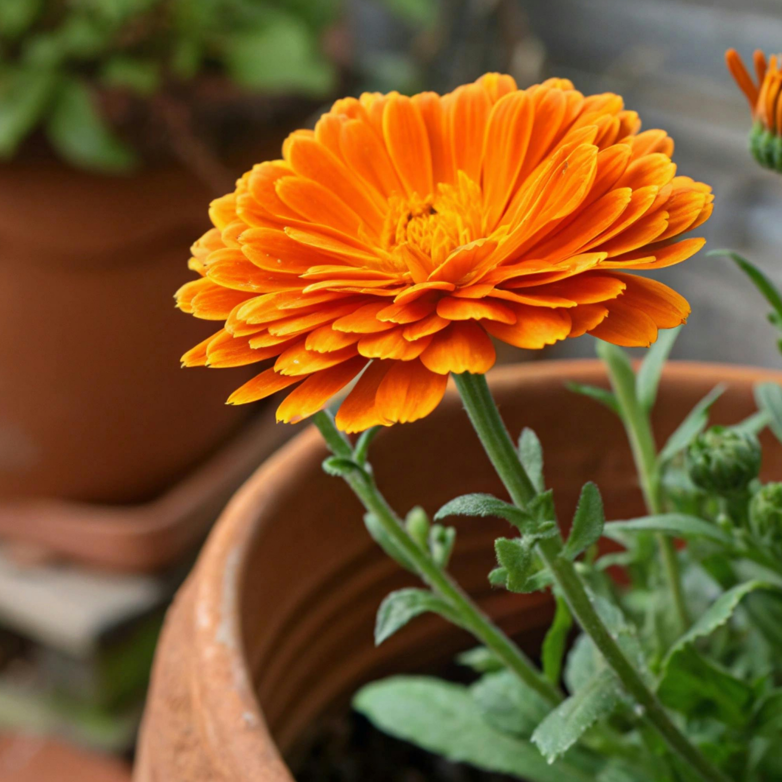 HOW TO KEEP POTTED PLANTS LOOKING BEAUTIFUL DURING A HEATWAVE
