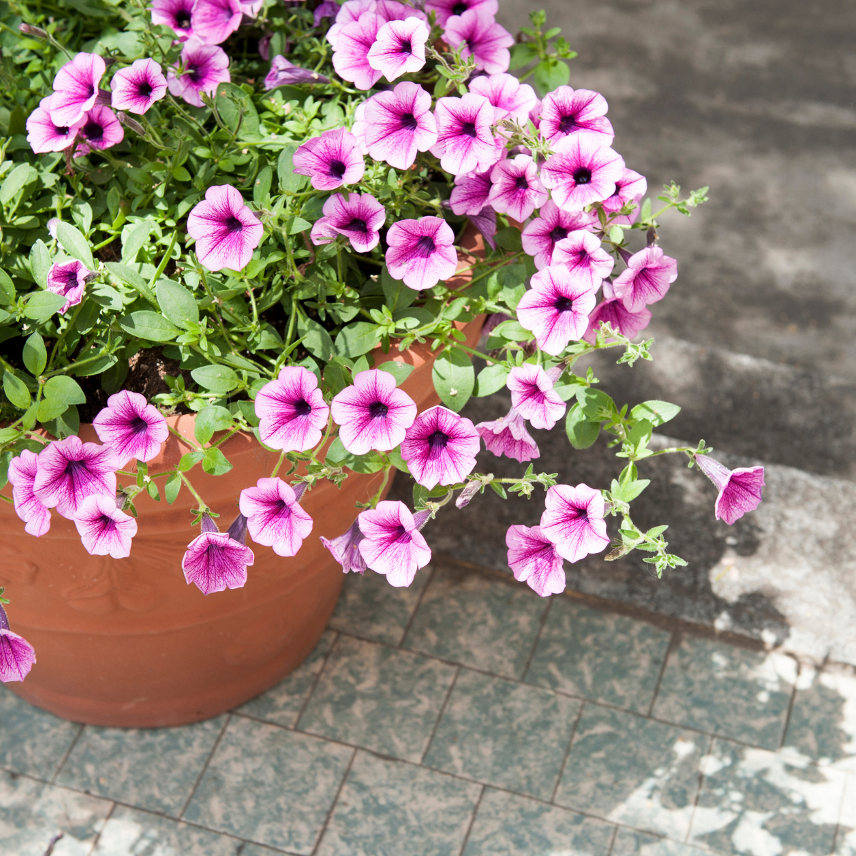 Drought Tolerant Plants Your Terracotta Pots Will Love