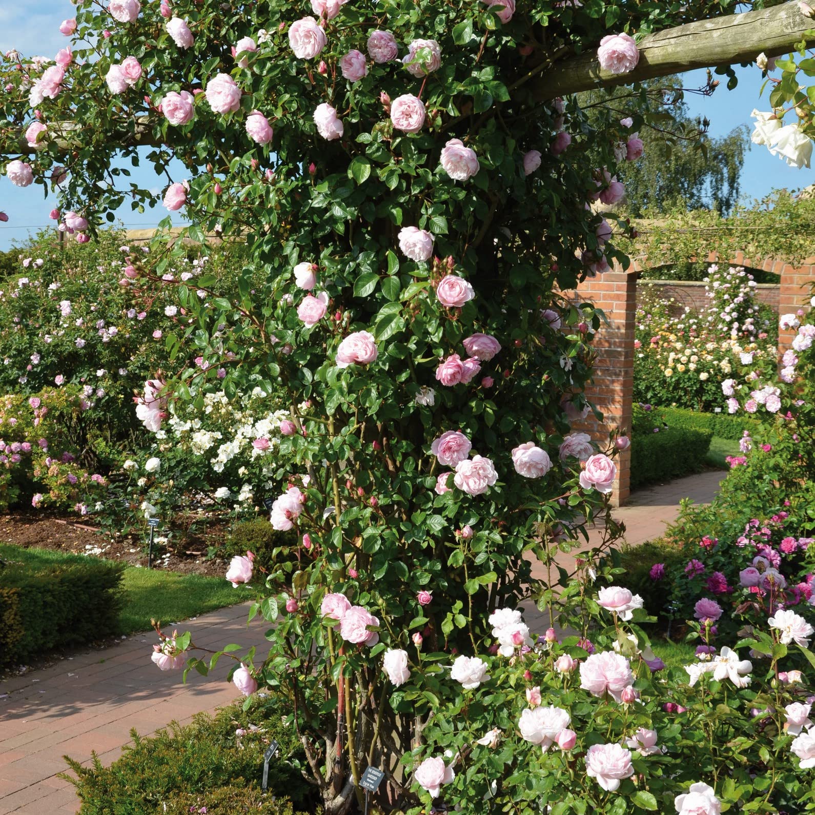 17th May, Generous Gardener Specialist Plant Sale