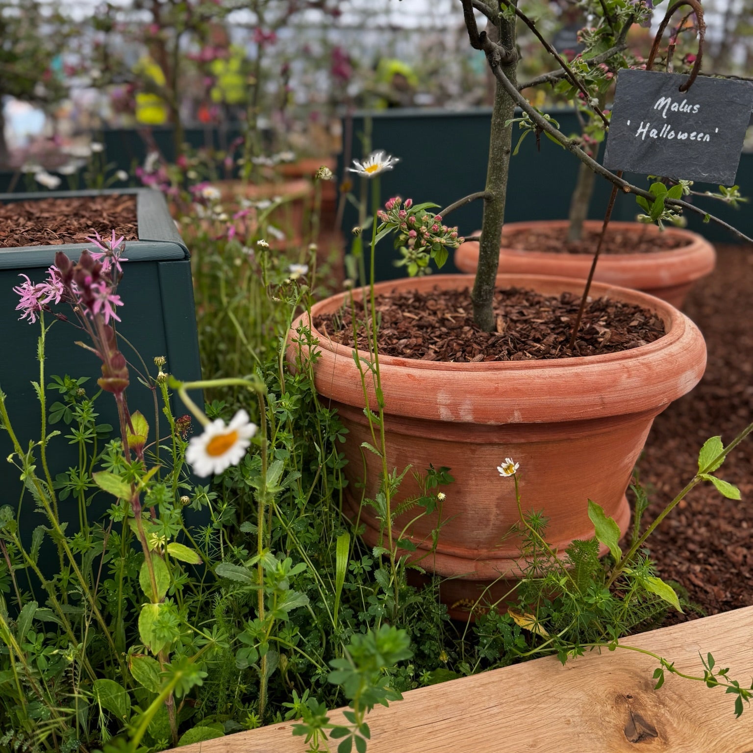The RHS Chelsea Tom's Yard Pot Spot