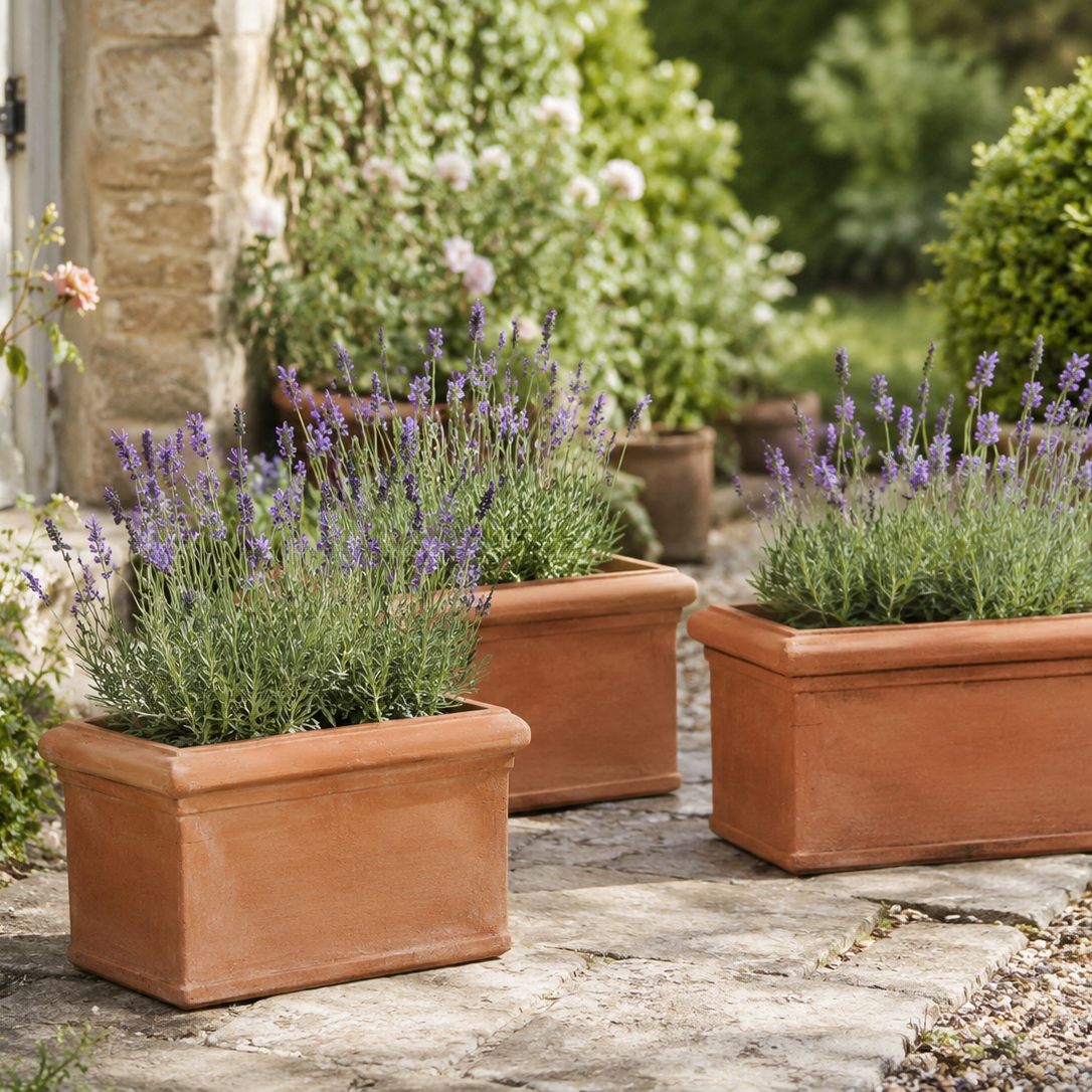 Best Plants for Terracotta Trough Planters