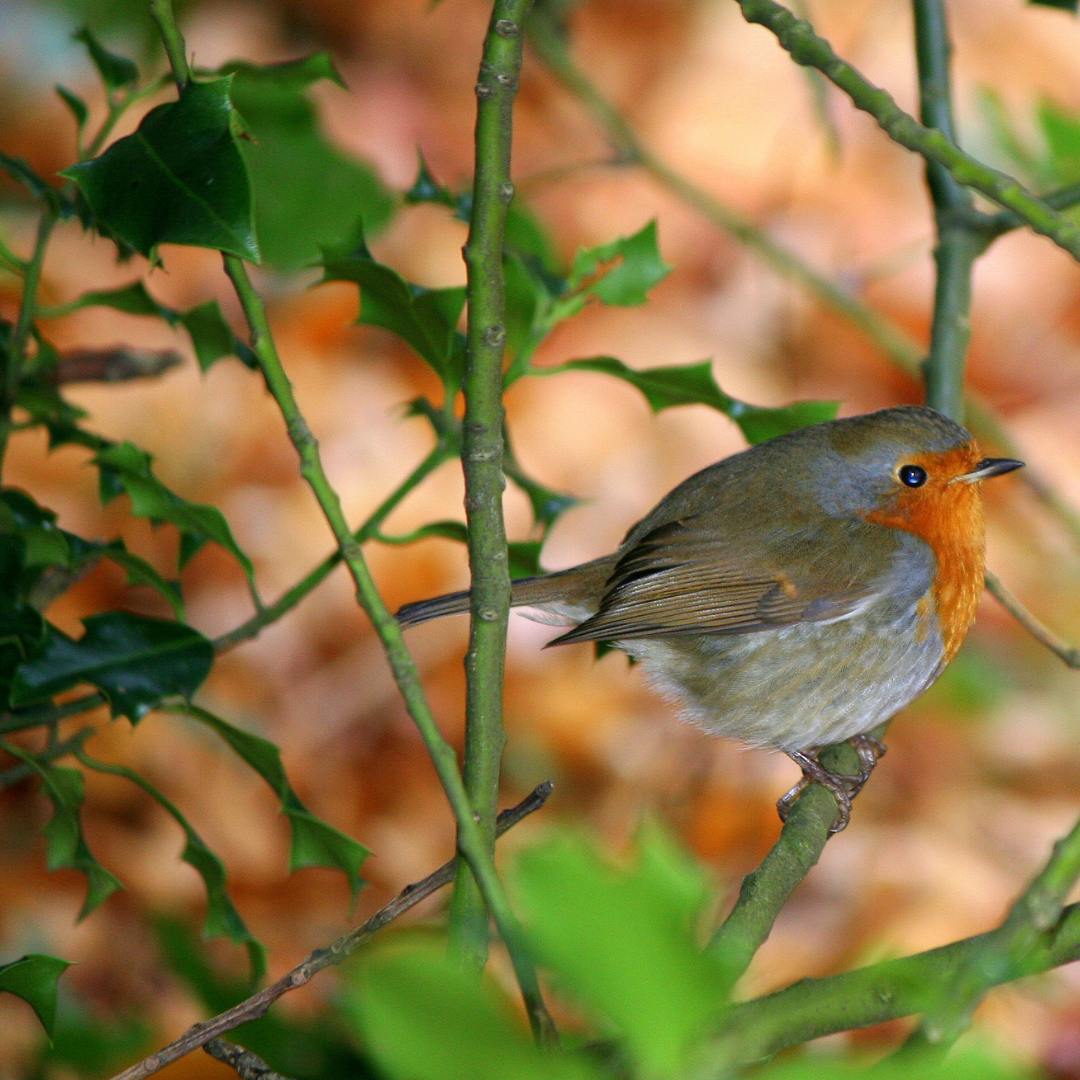 Creating Wildlife Havens with Pots - The Perfect Plants for Supporting Wildlife Over Winter