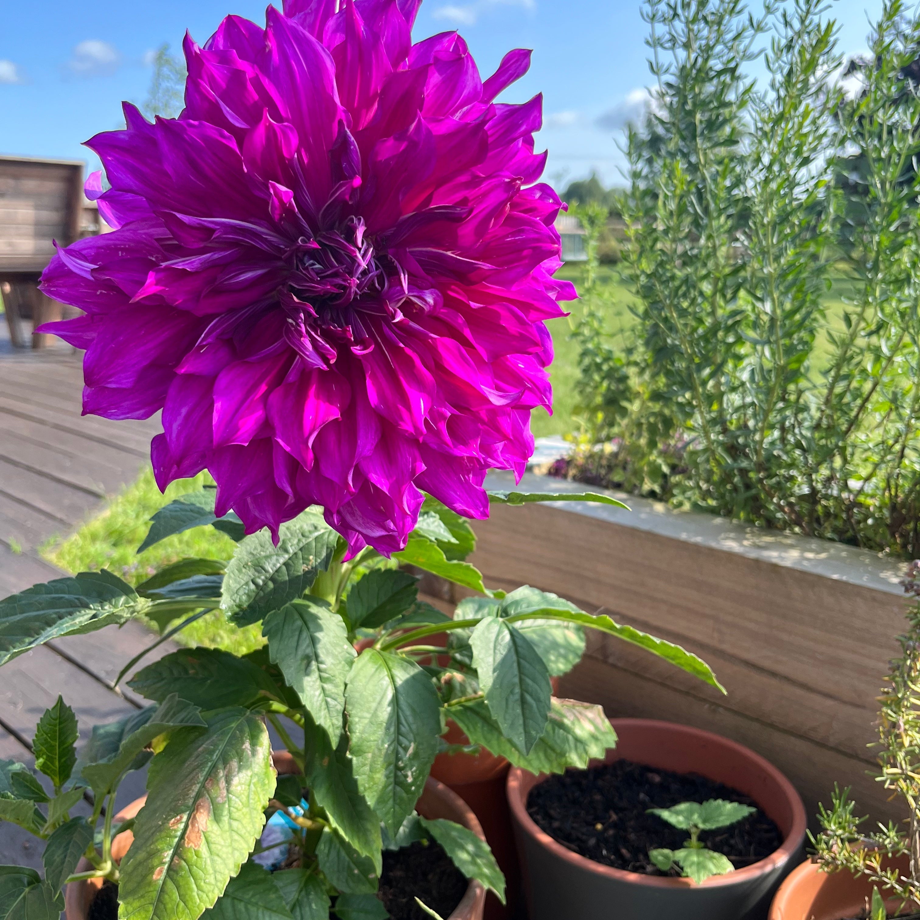 How to Grow Dahlias in Pots