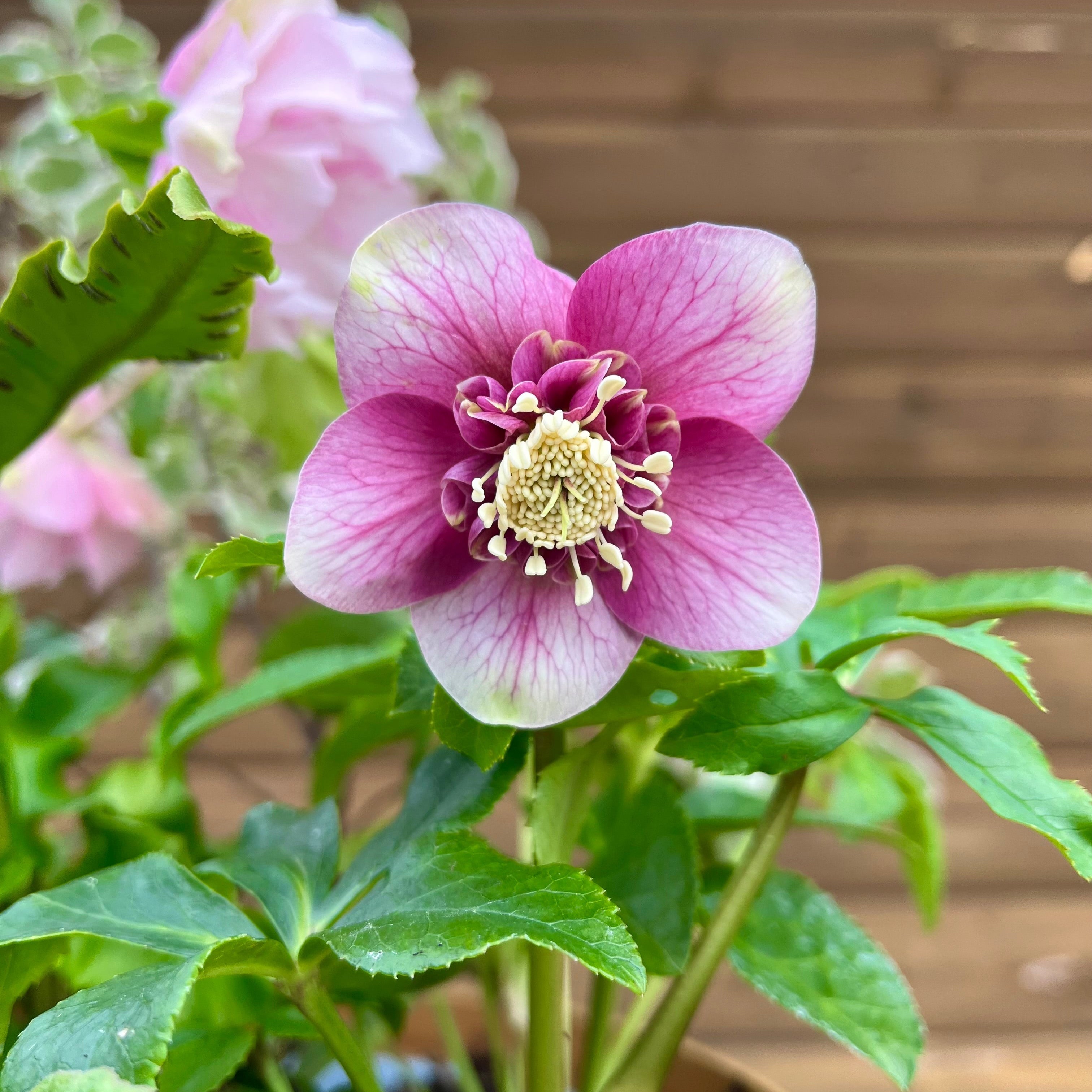 Inspirational Plants to Bring Colour to Your Pots This Winter