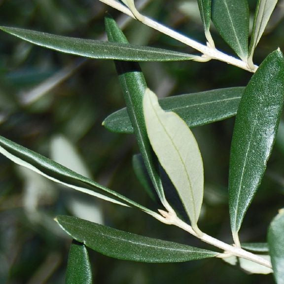 How to Grow Olive Trees in Pots