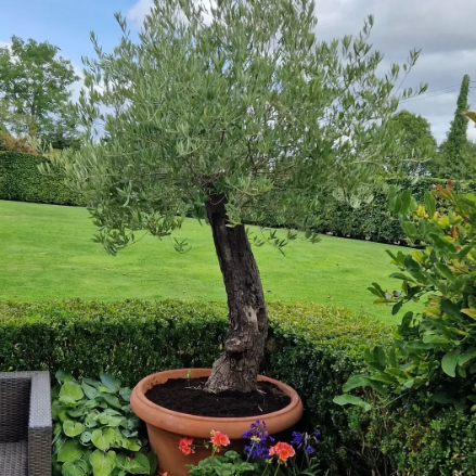 Tom's Yard Top Trees for Seasonal Interest in Pots