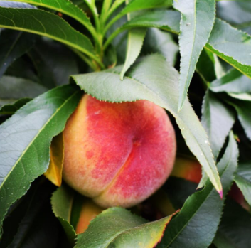 Creating an orchard at home in pots!