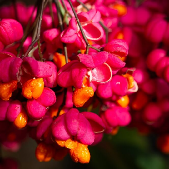 Pots Bursting with Berries for the Birds