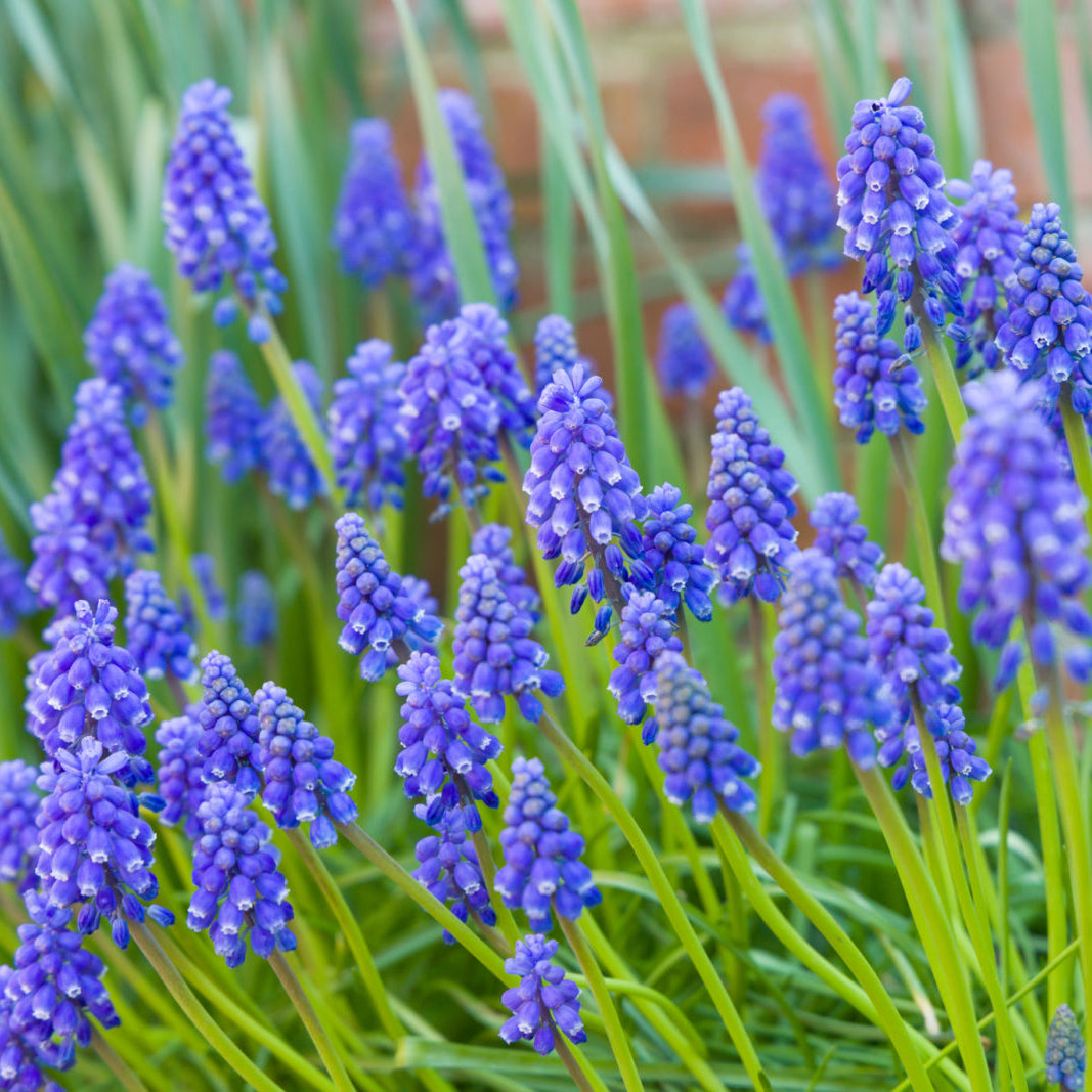 22nd March, Generous Gardener Specialist Plant Sale