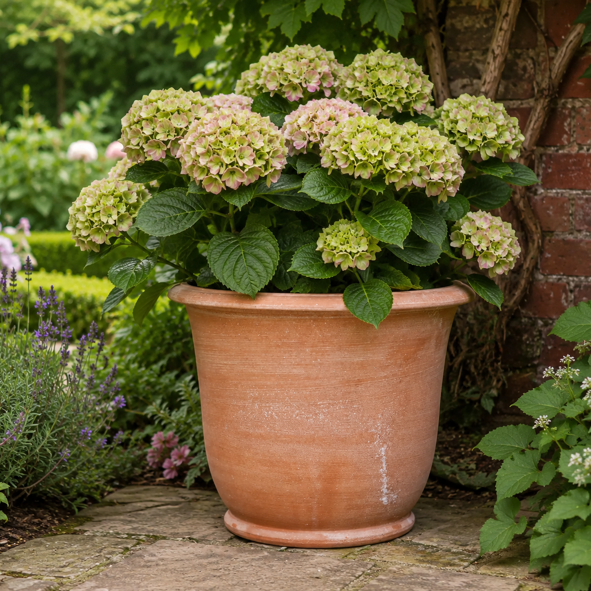 A GUIDE TO PLANTING HYDRANGEAS IN POTS