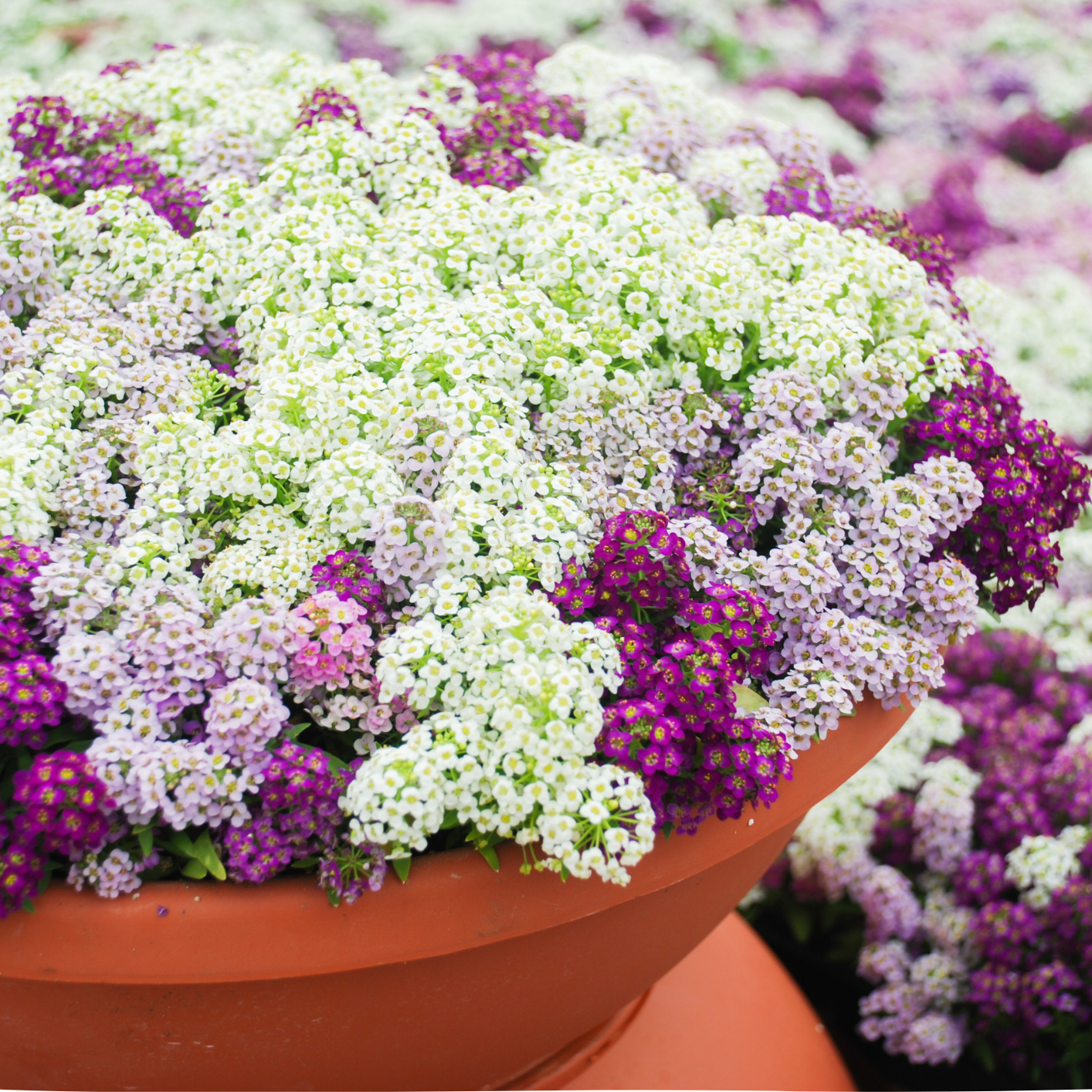 Scentsational Pots for Sensational Gardens