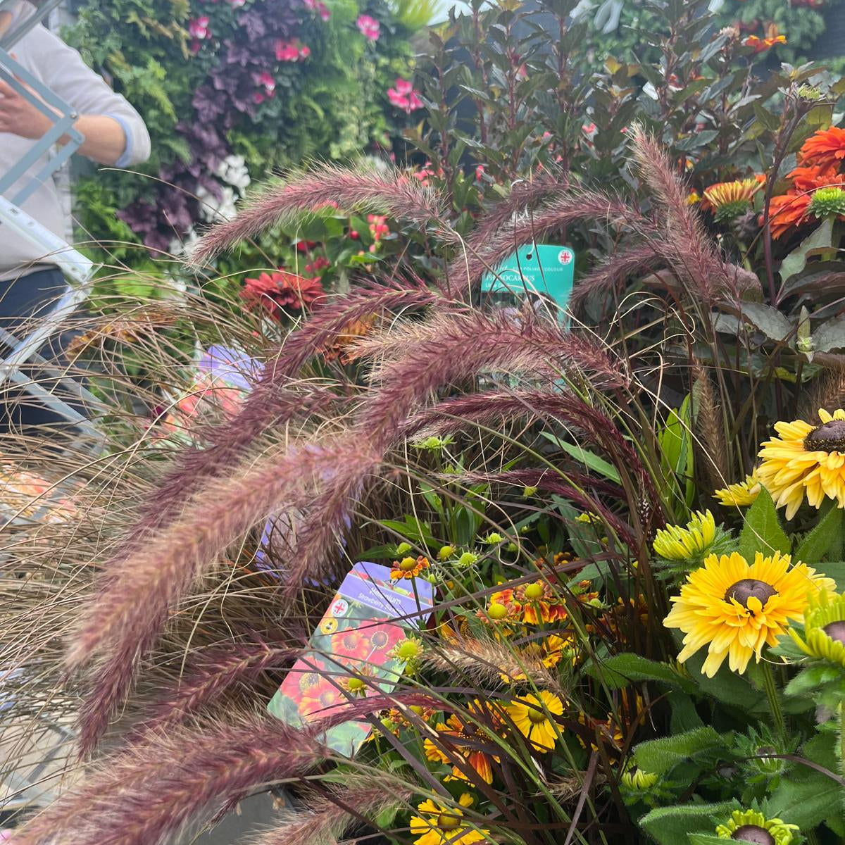 Changing with the seasons. The reason you should grow ornamental grasses in pots.