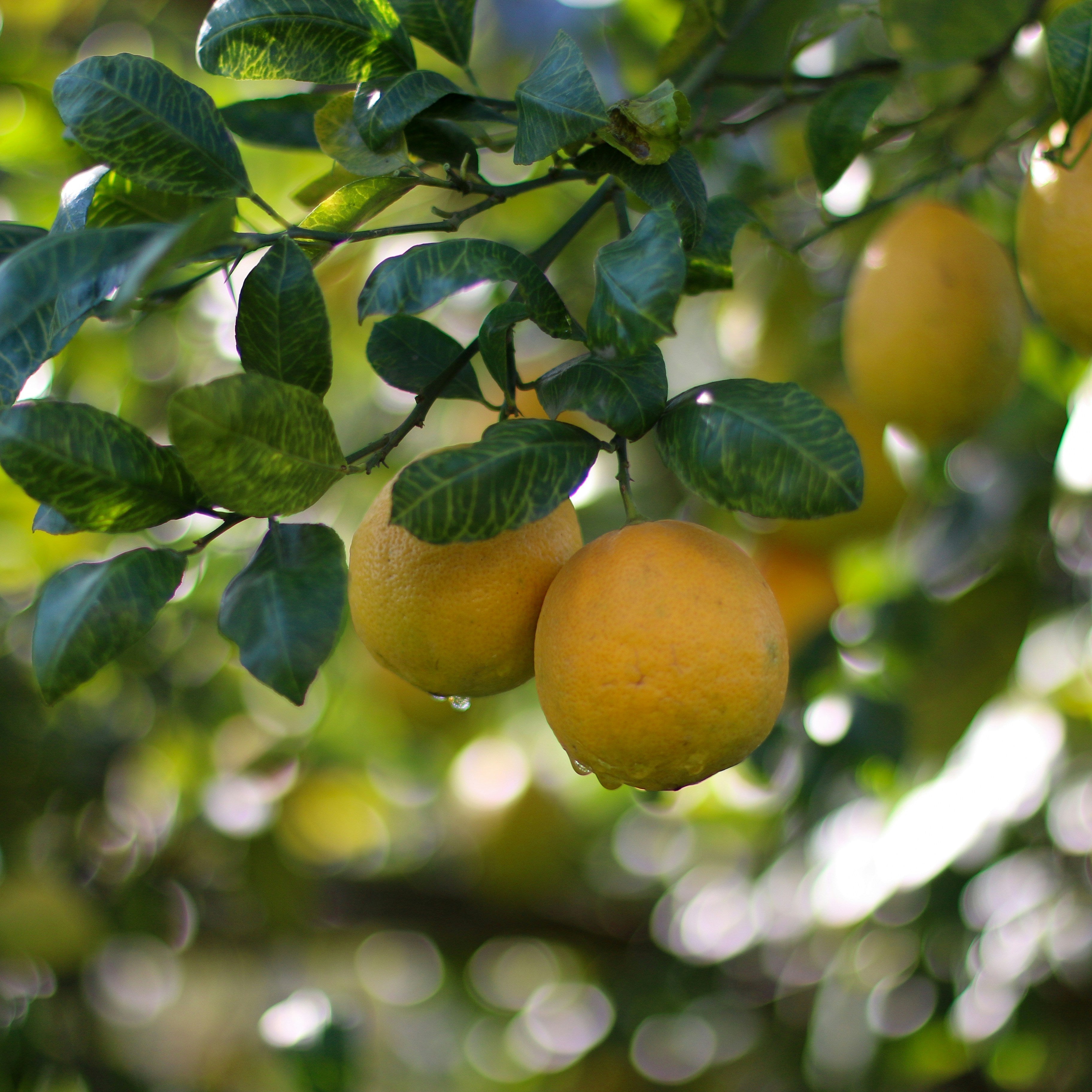 Getting Fruity - Growing Fruit in Terracotta Pots