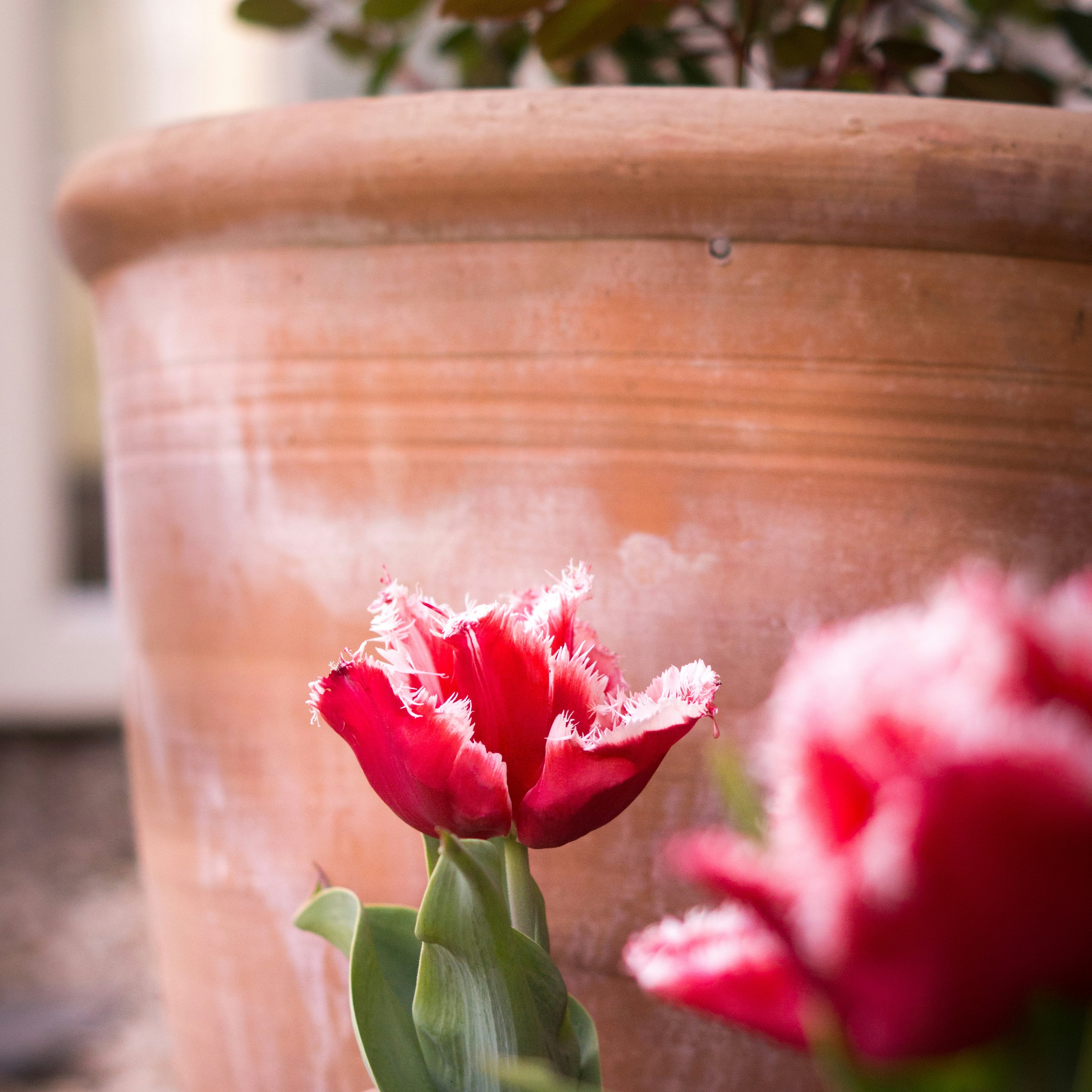 Creating Showstopping Spring Pots with Tulips