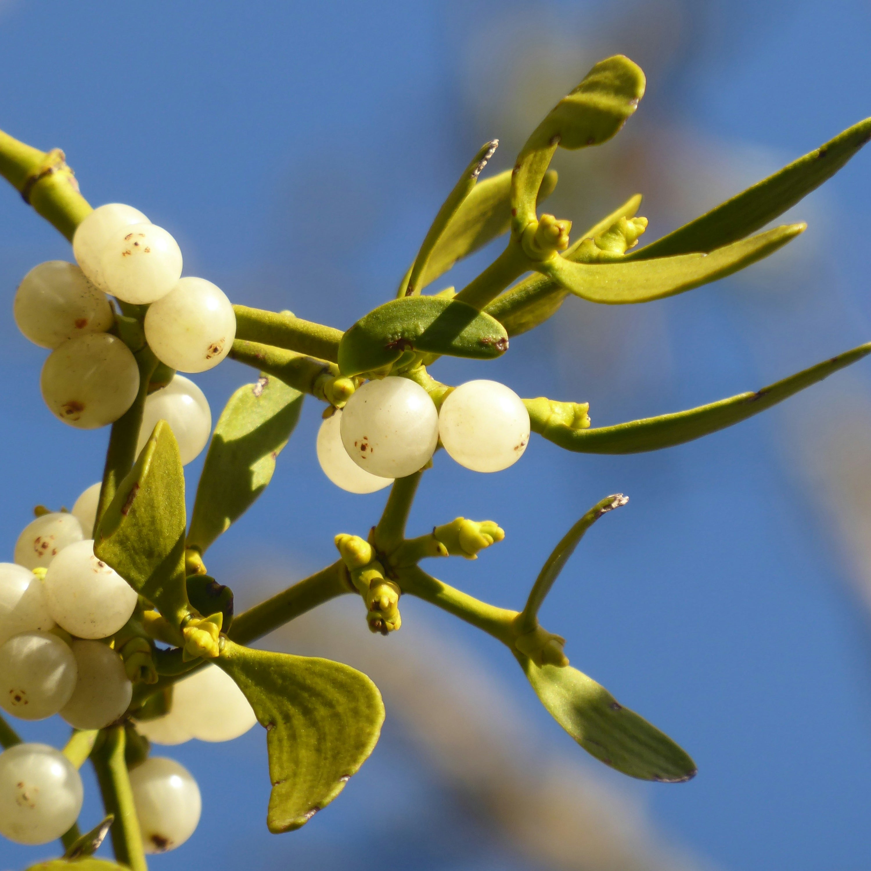 Why do we kiss under the mistletoe?