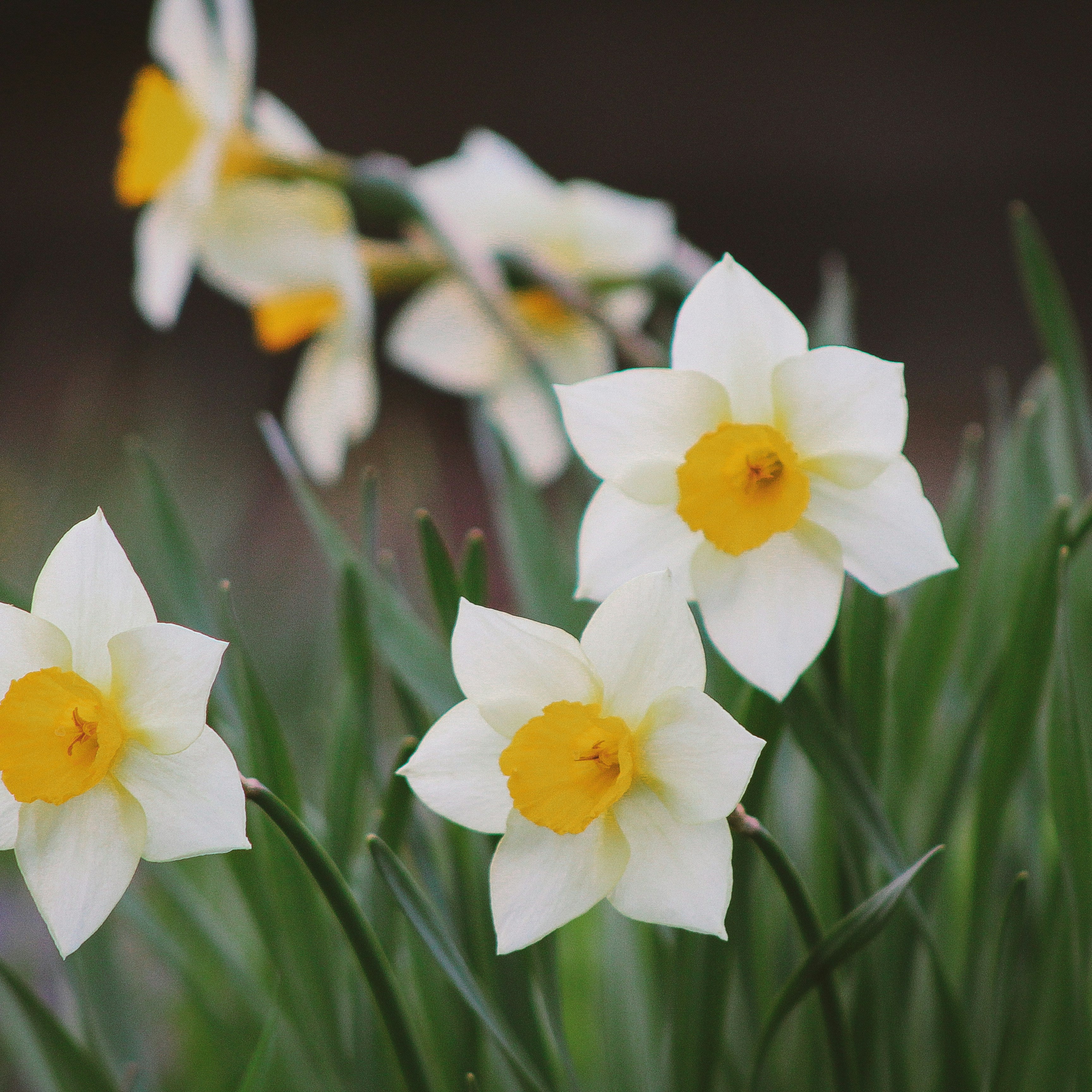 Spring bulb planting season has arrived!