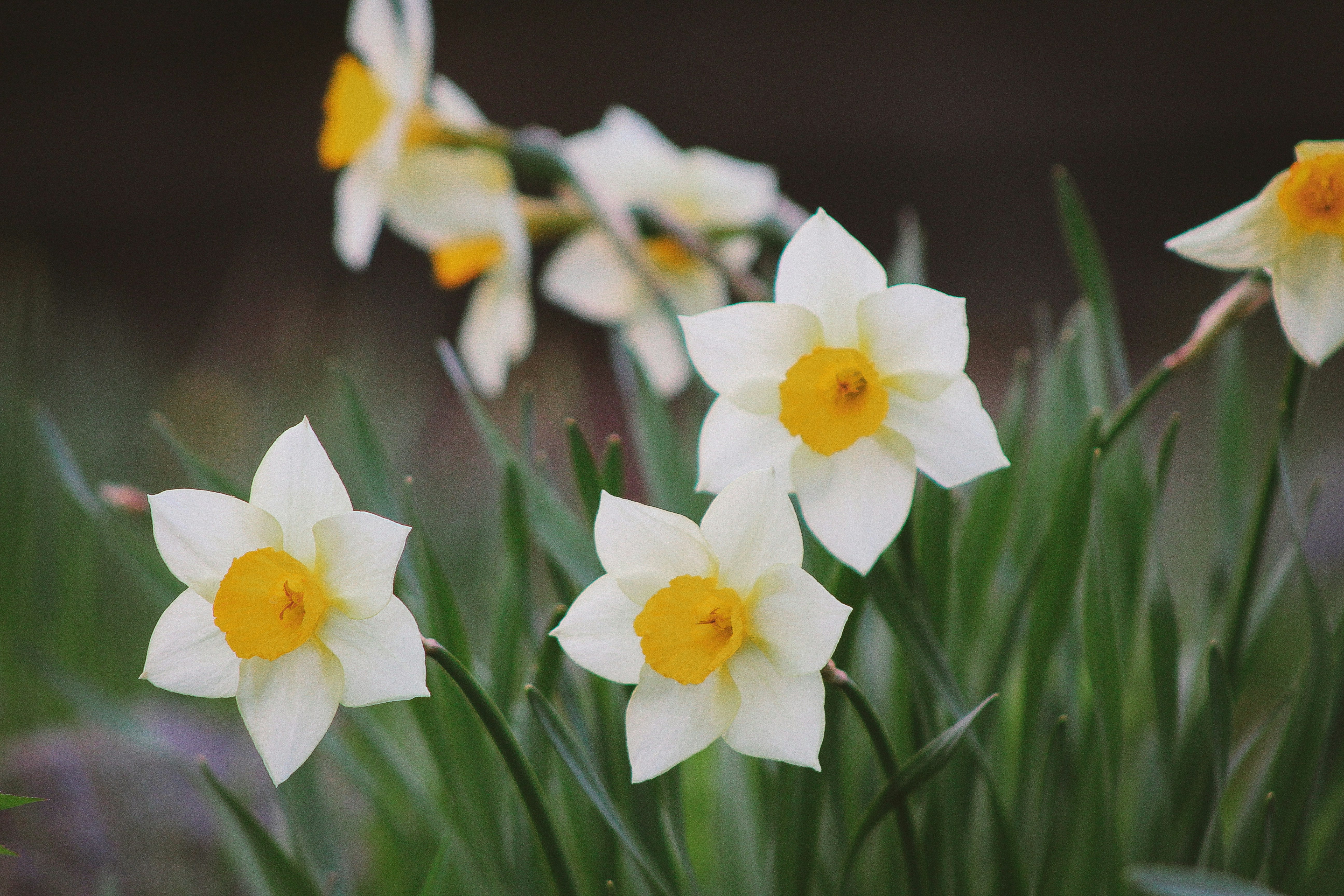 Spring bulb planting season has arrived!