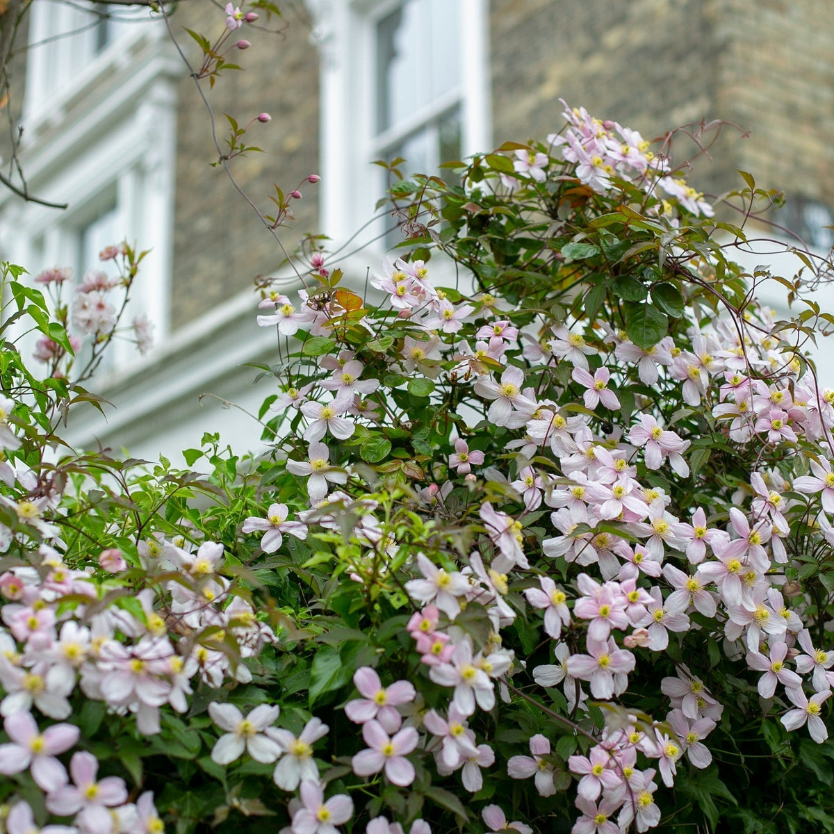 Great Cover for Bare Walls and Fences - The Best Climbers For Pots  Tom's  Yard
