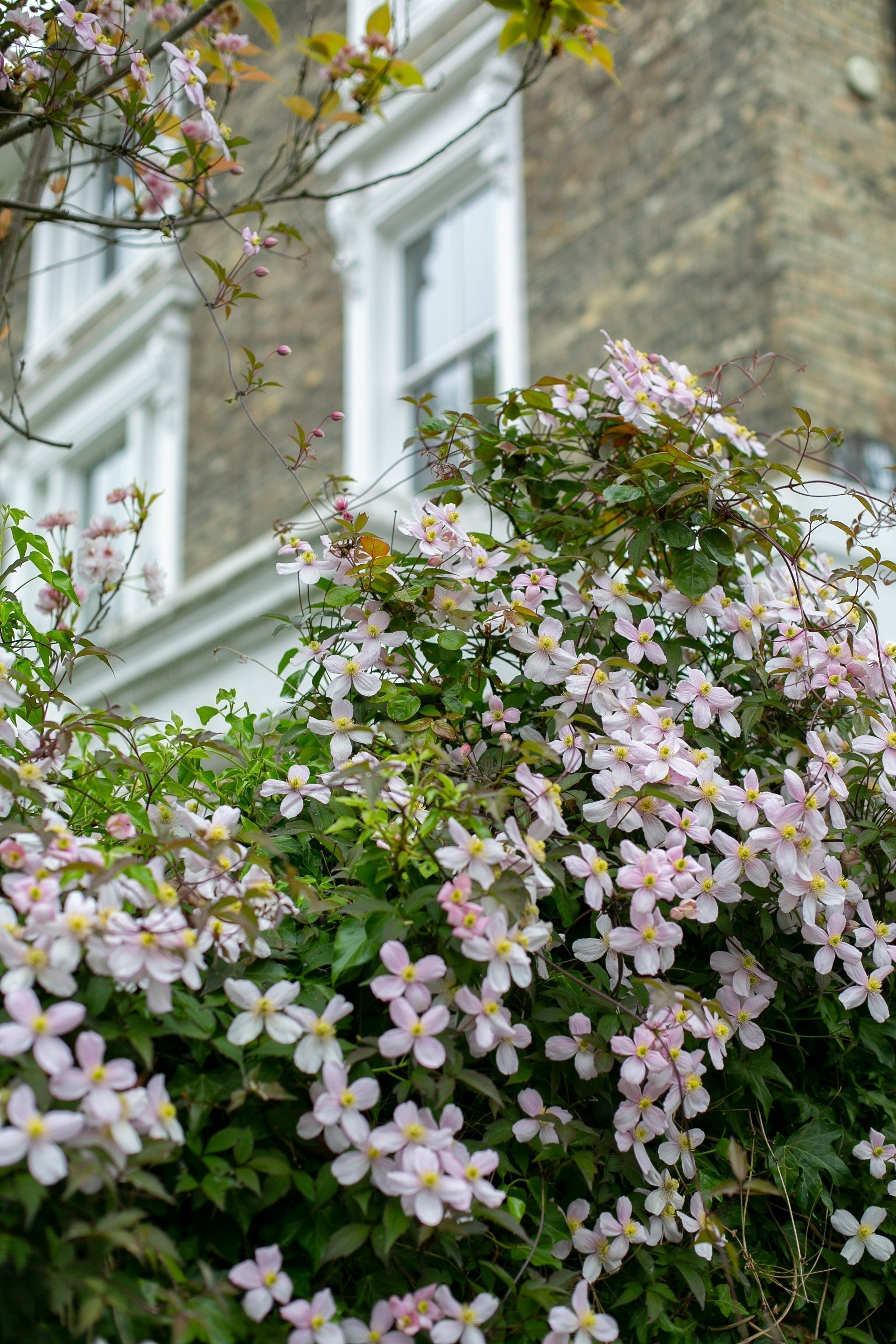 Great Cover for Bare Walls and Fences - The Best Climbers For Pots