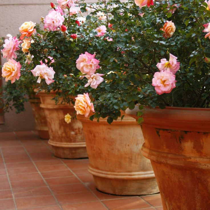 Tom's Yard Best Bare Root Roses for Pots