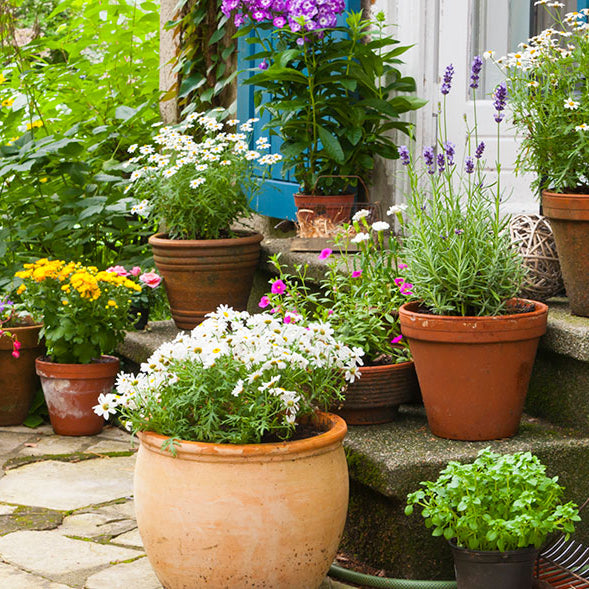 Pollinator‑Friendly Summer Pot Perfection