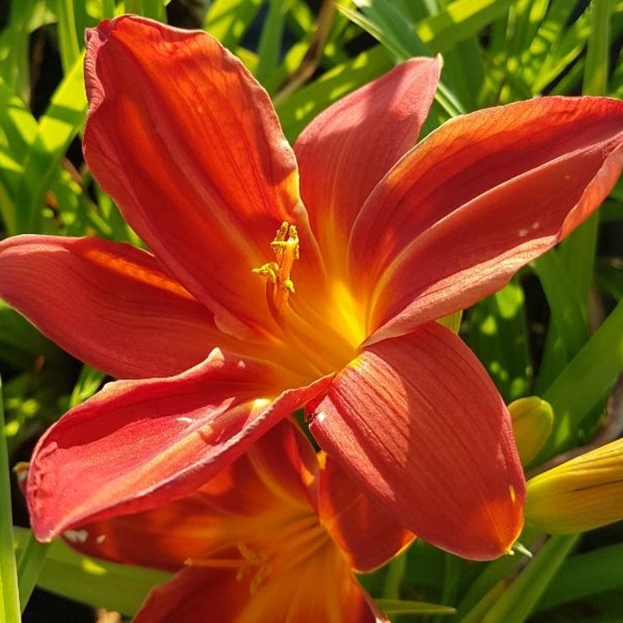 10 Questions With: Newhope Daylilies