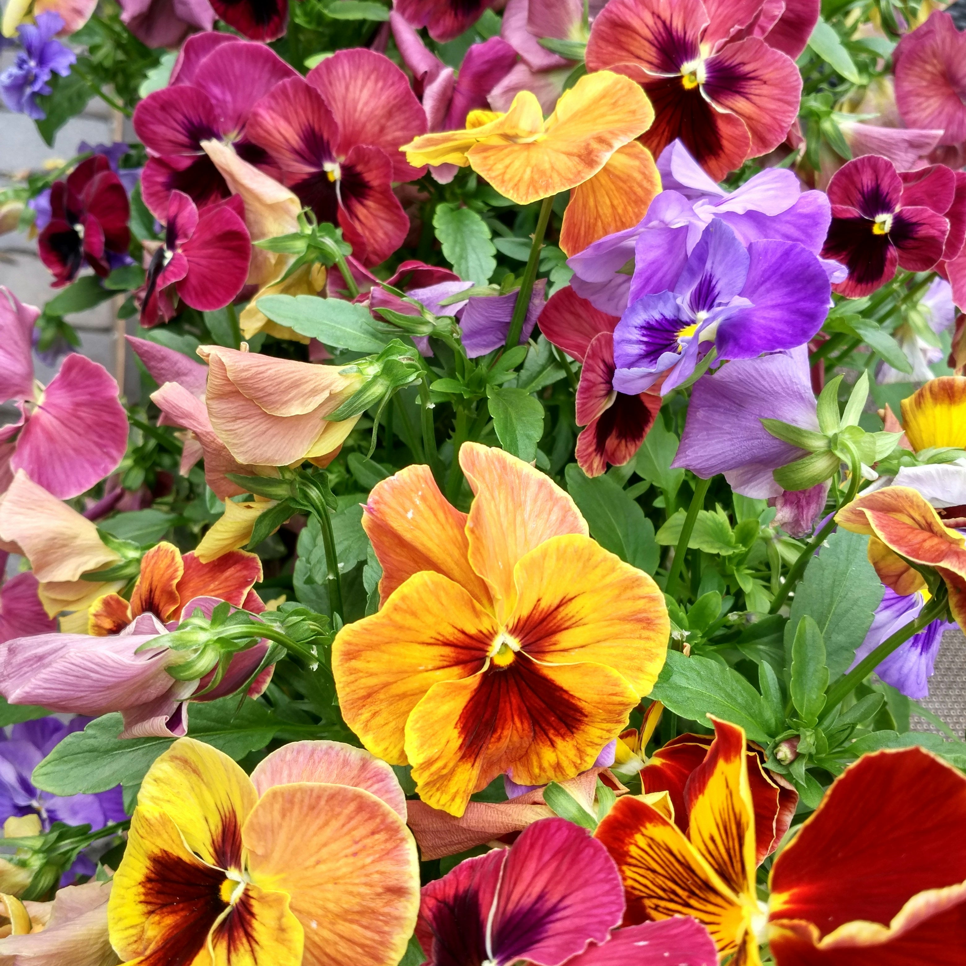 Add some glamour to those empty Spring pots