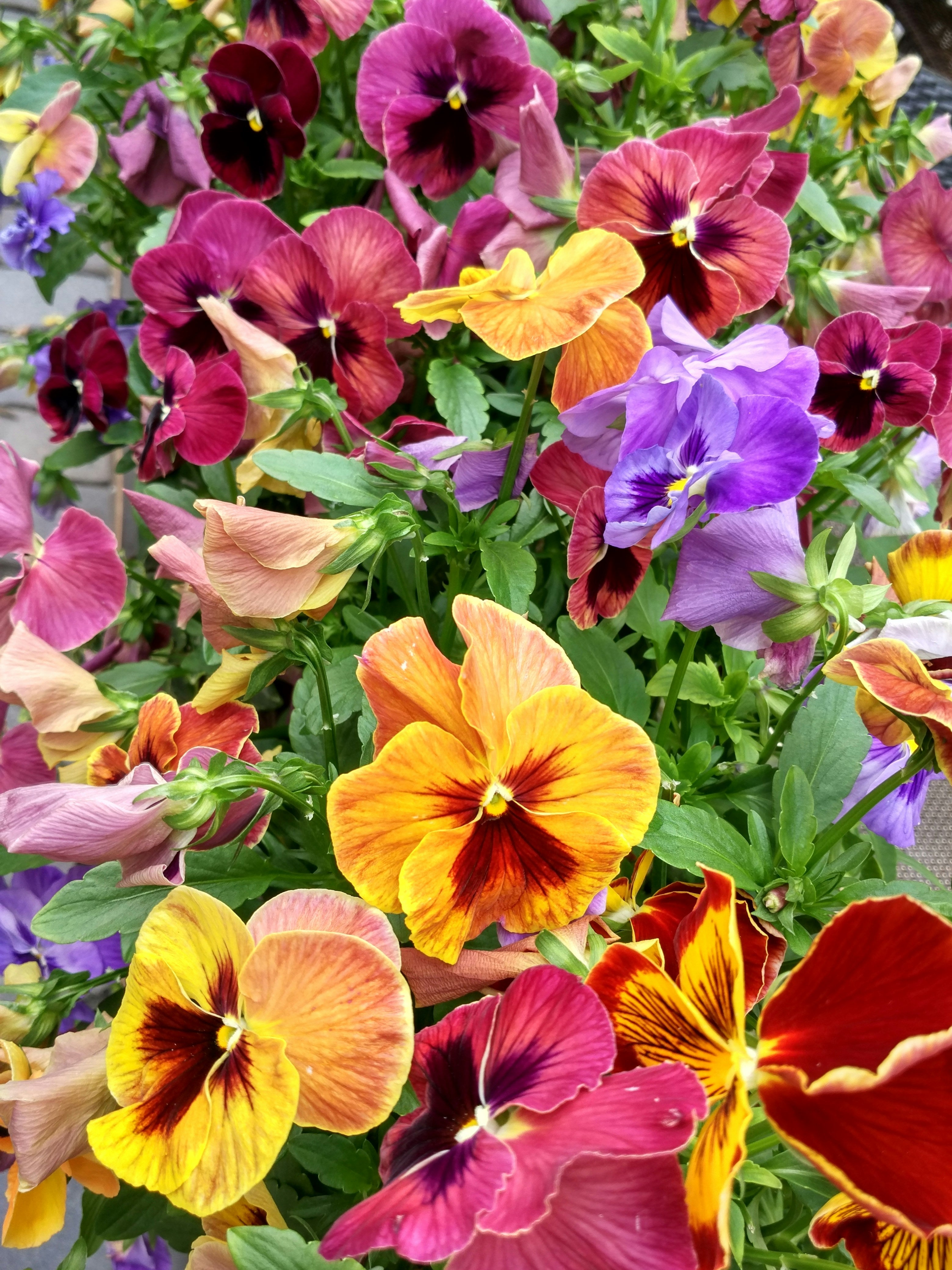 Add some glamour to those empty Spring pots