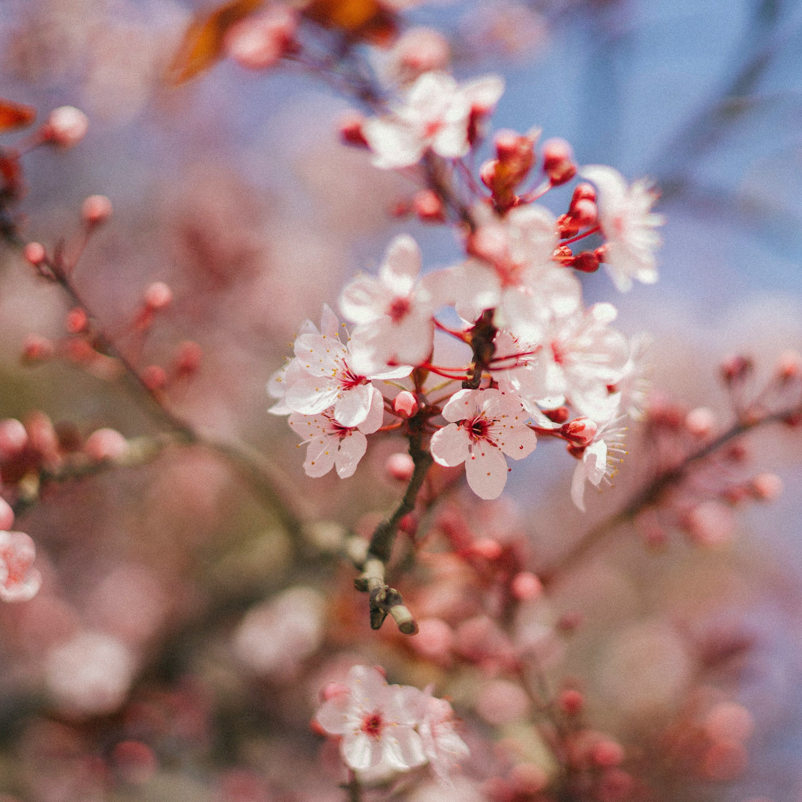 The Tom's Yard Guide on Successfully Planting Trees in Terracotta Pots