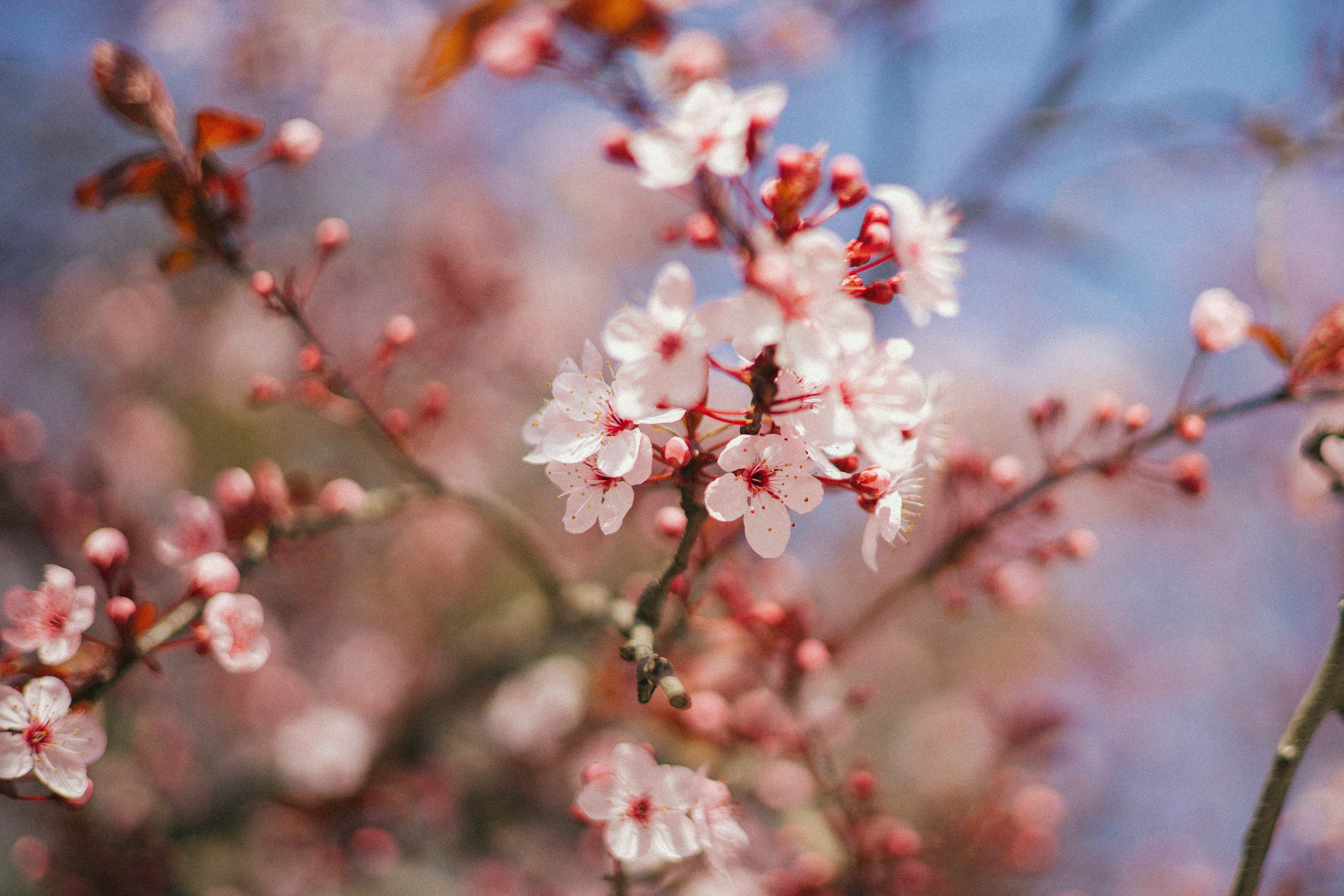 The Tom's Yard Guide on Successfully Planting Trees in Terracotta Pots