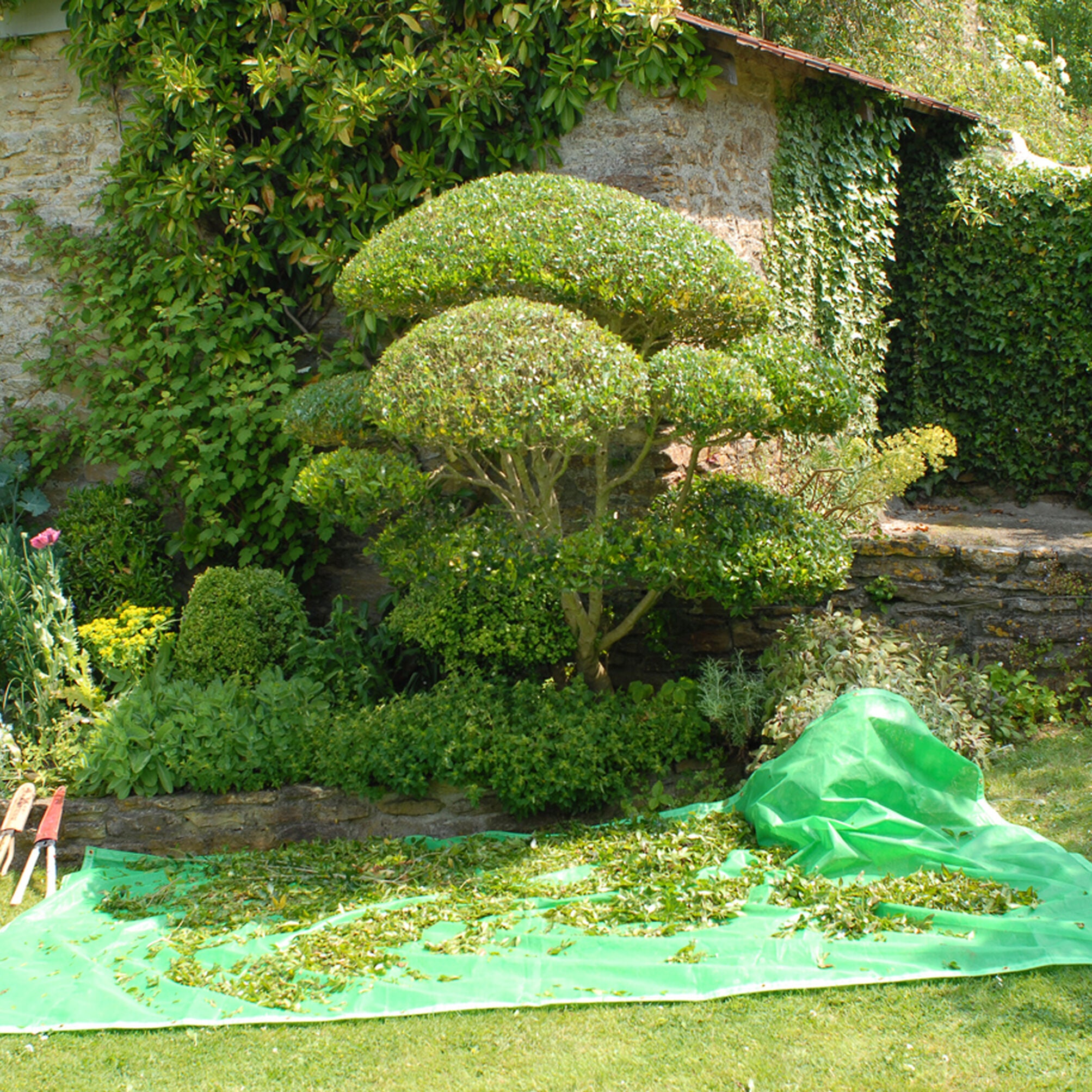Introducing Niwaki's XL Pruning Sheet
