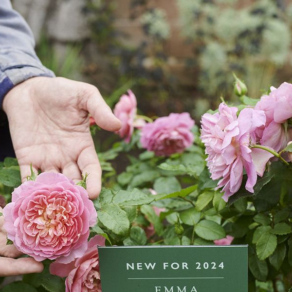 Celebrate David Austin's Latest Rose