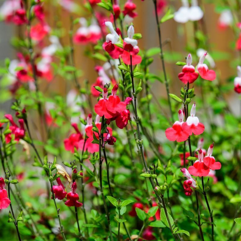Win a Secret Gift Package from Malvern Salvia's