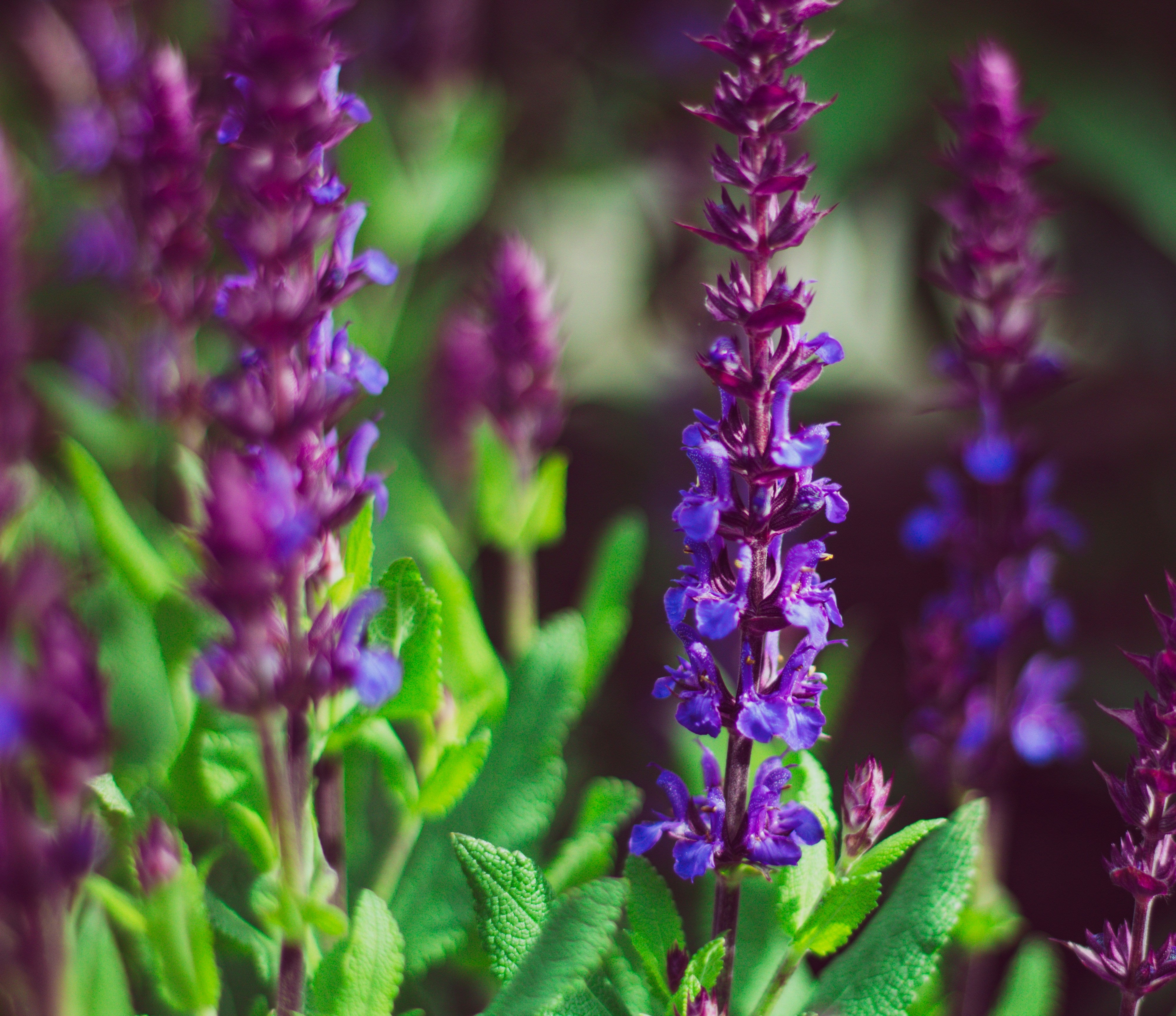 Maximalist Planting - Achieving RHS Chelsea Trends at Home in Pots!