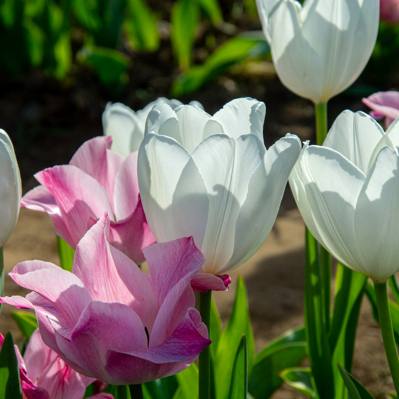Colour Perfect Spring Pots