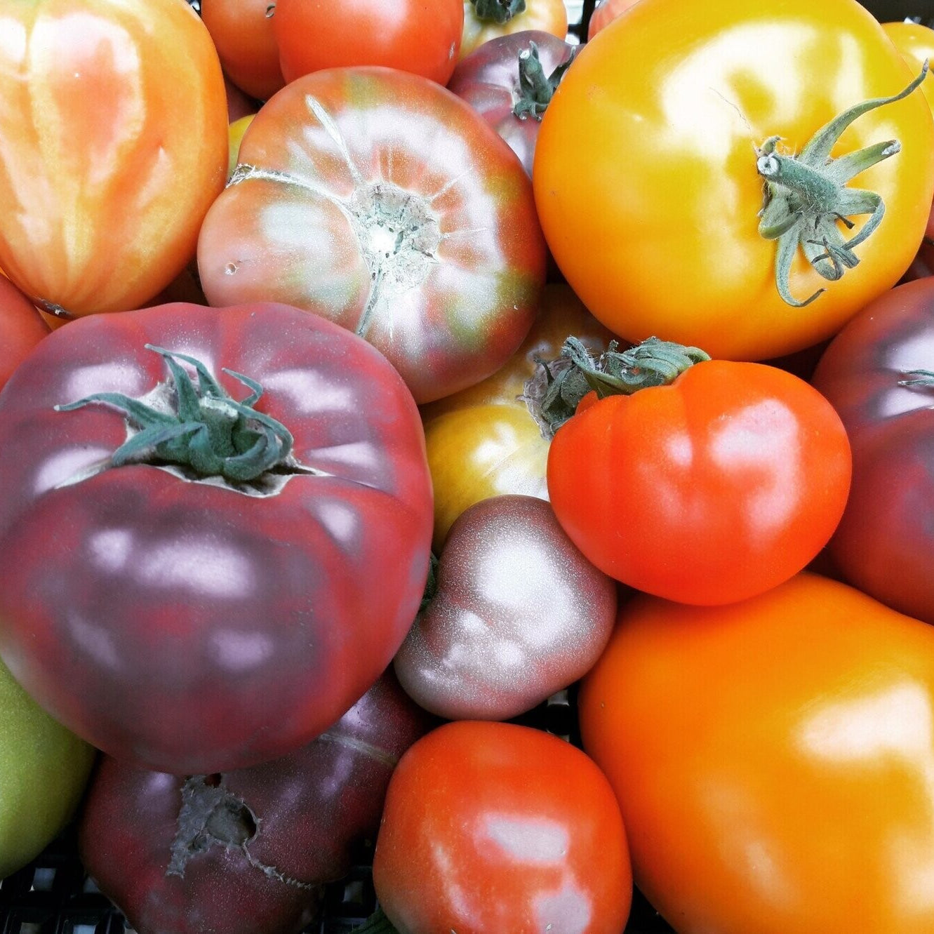 10 Questions With: Tomato Revolution