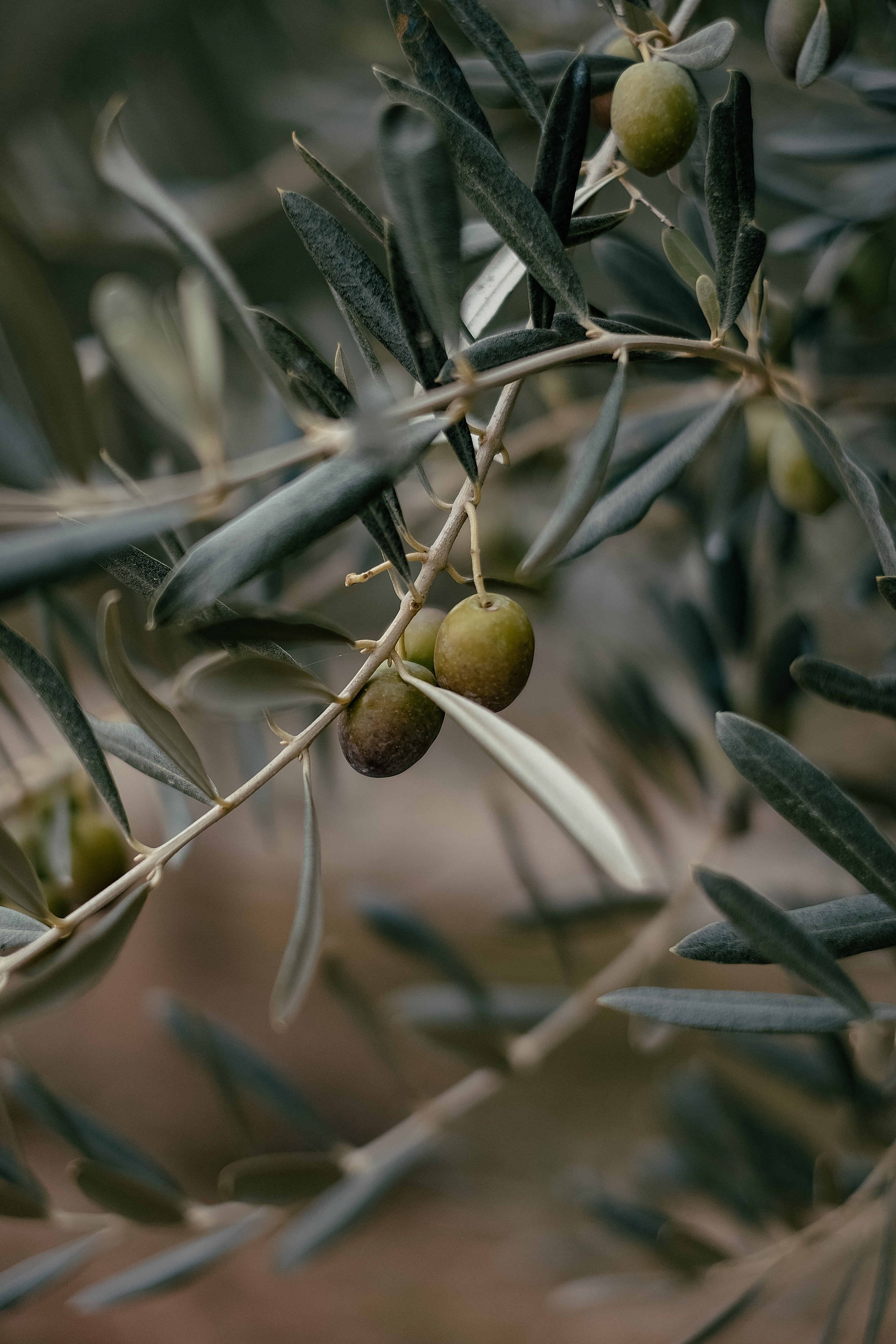 Olive Trees