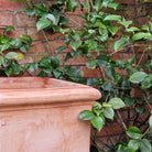 Dante Italian Terracotta Cube Planters - Tom's Yard