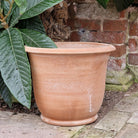 Francesca Campana Italian Terracotta Planter - Tom's Yard