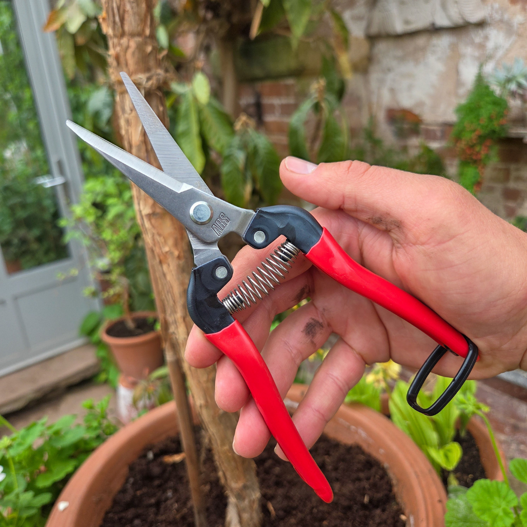 Premium Japanese Garden Snips - Tom's Yard