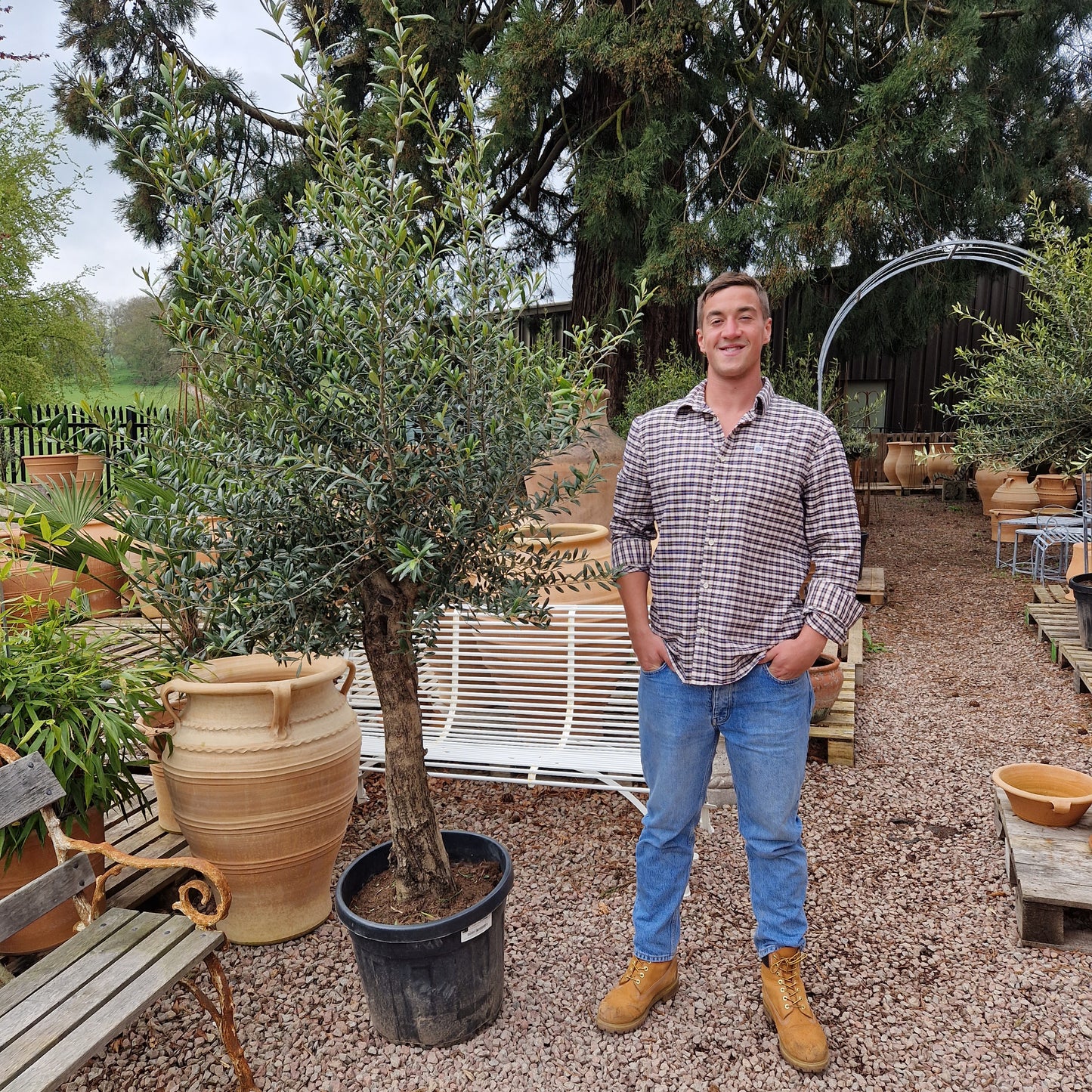 Olive Tree 57 - Tom's Yard