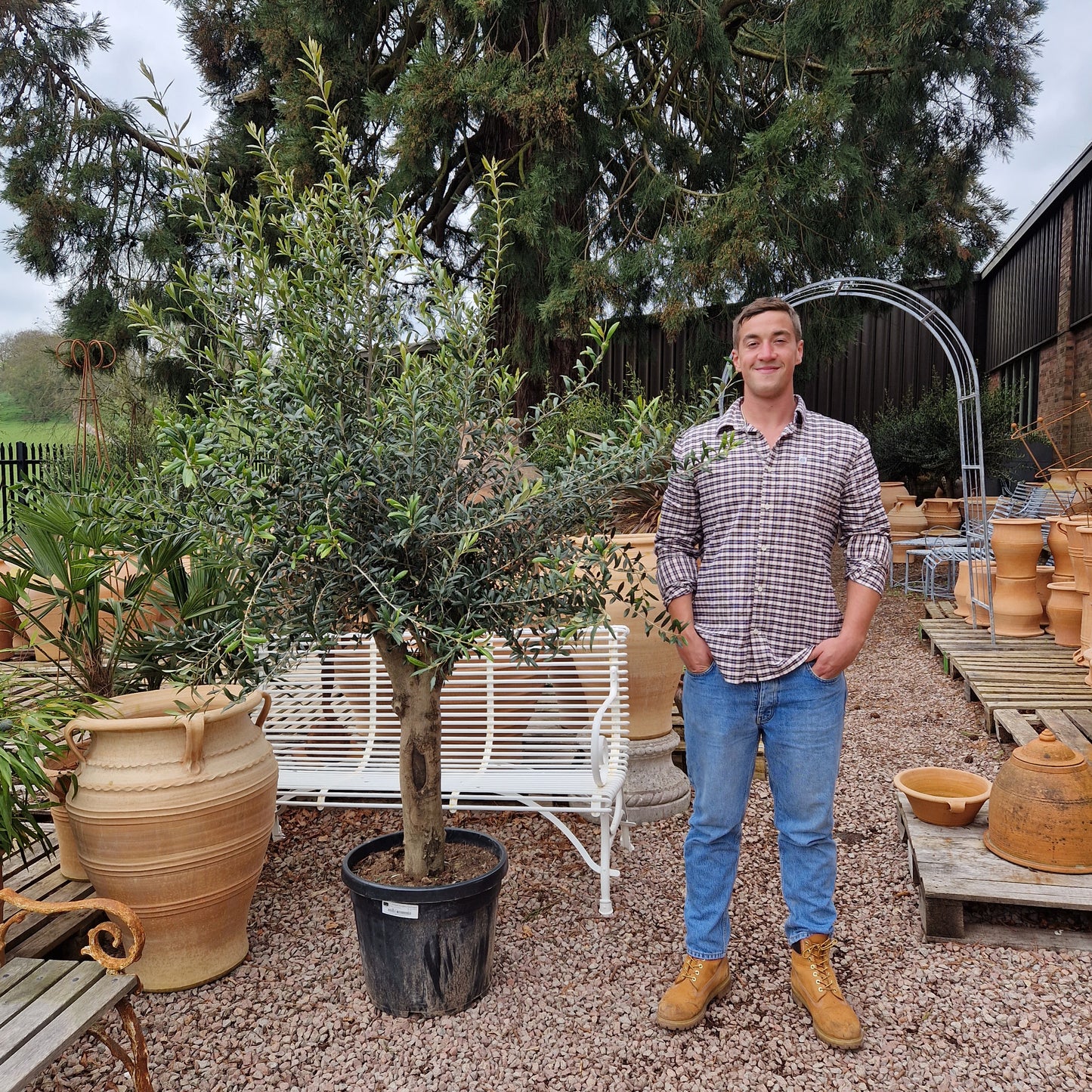 Olive Tree 58 - Tom's Yard
