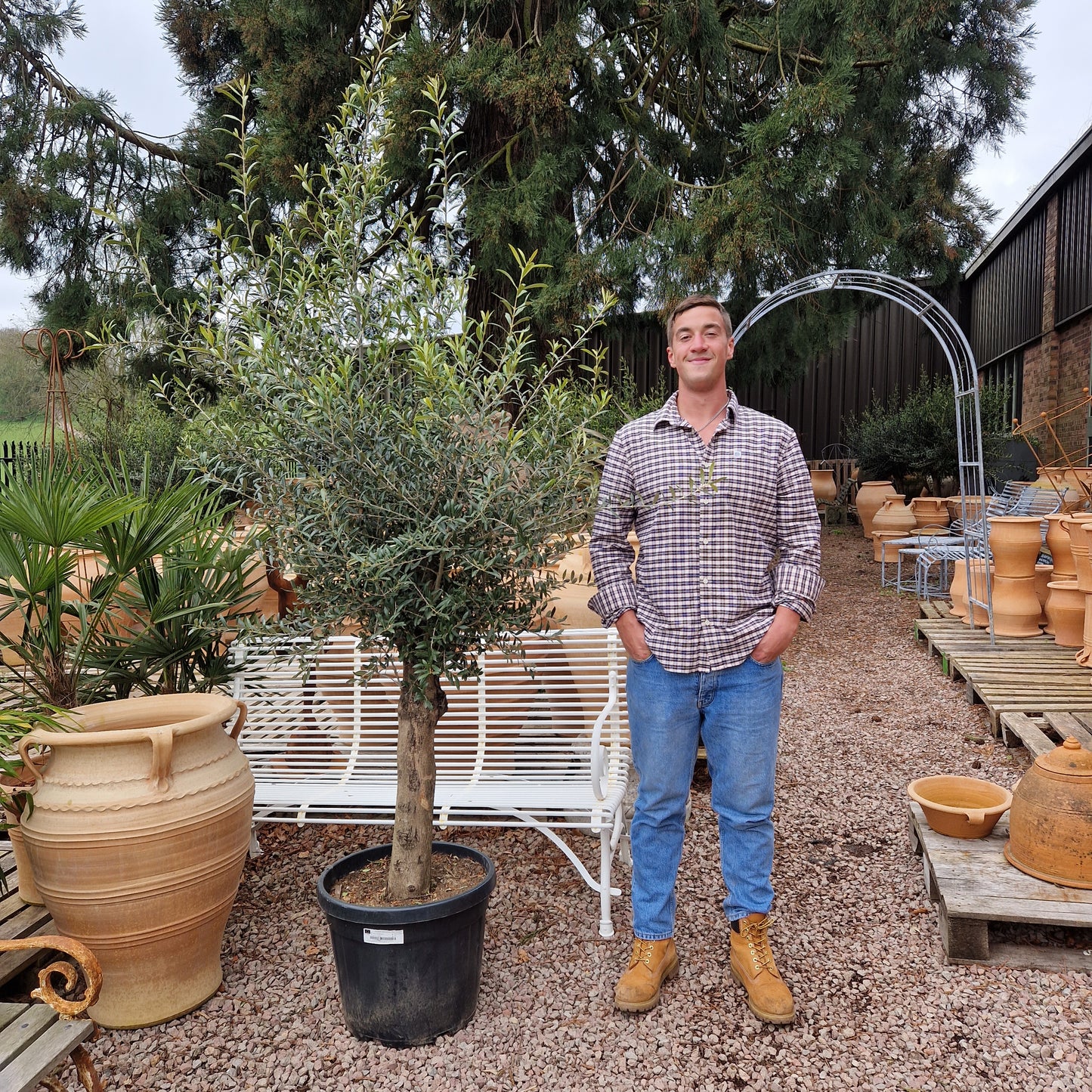 Olive Tree 59 - Tom's Yard