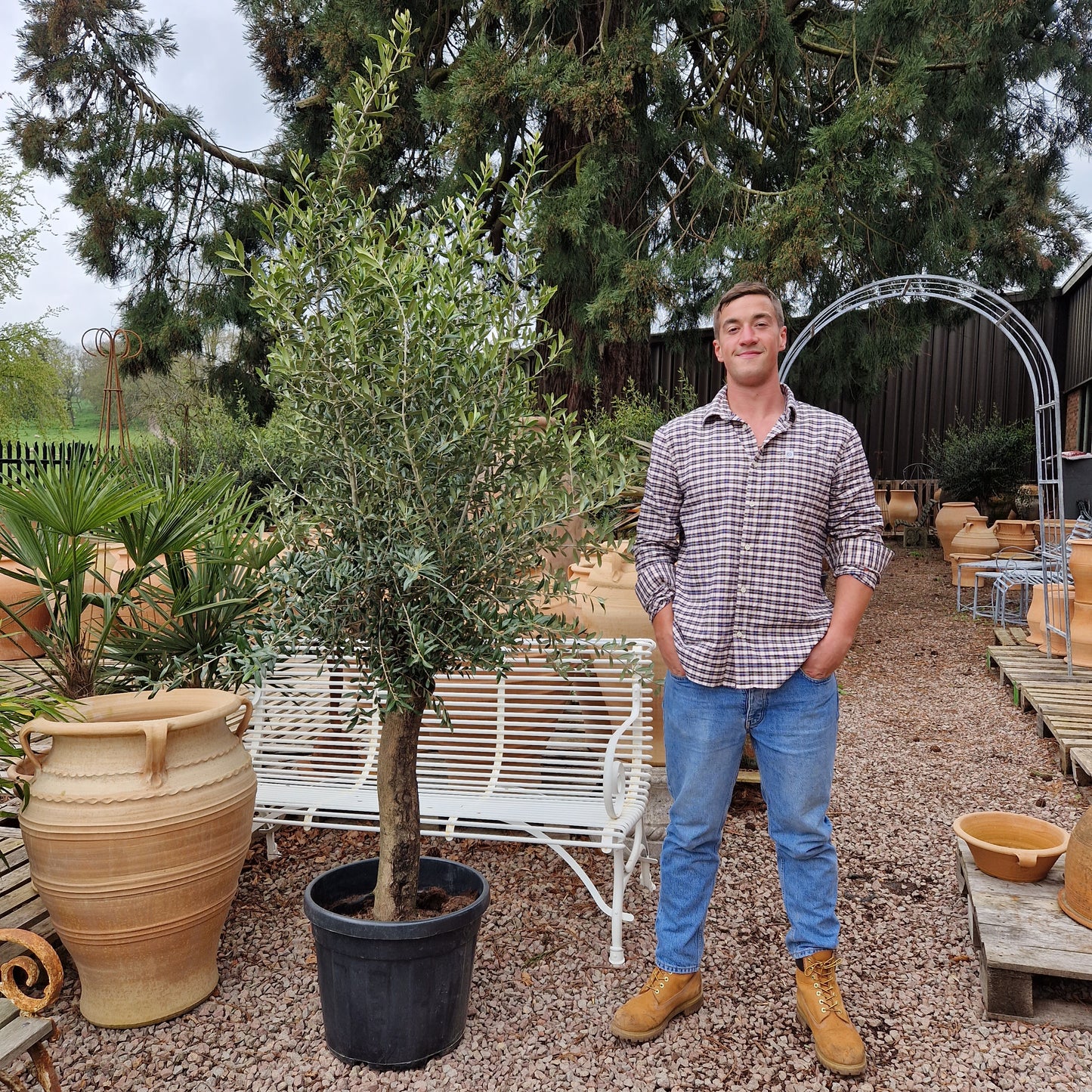 Olive Tree 60 - Tom's Yard