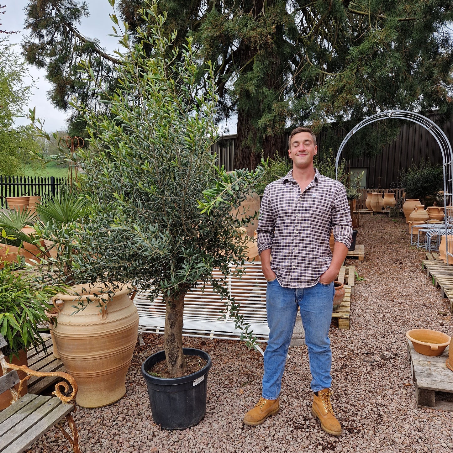 Olive Tree 62 - Tom's Yard