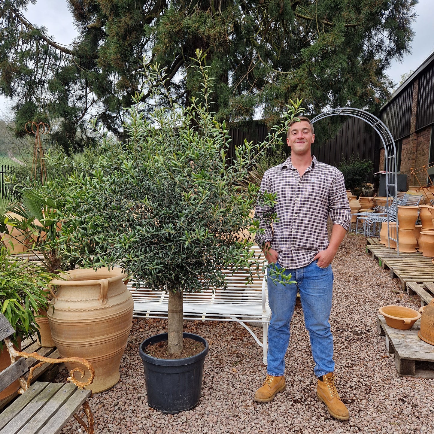 Olive Tree 63 - Tom's Yard