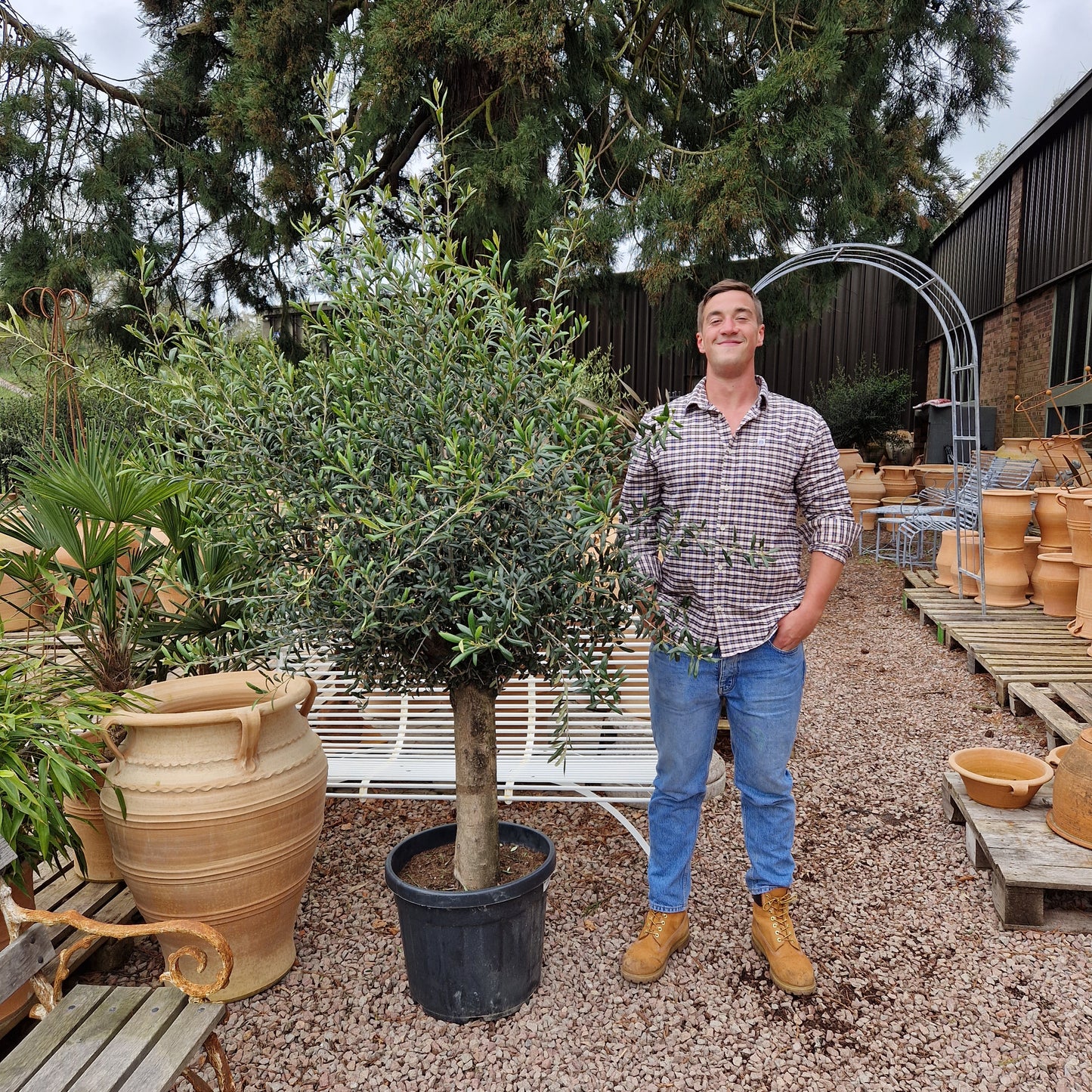 Olive Tree 65 - Tom's Yard
